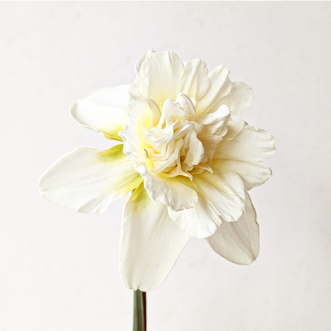 NARCISSUS Obdam