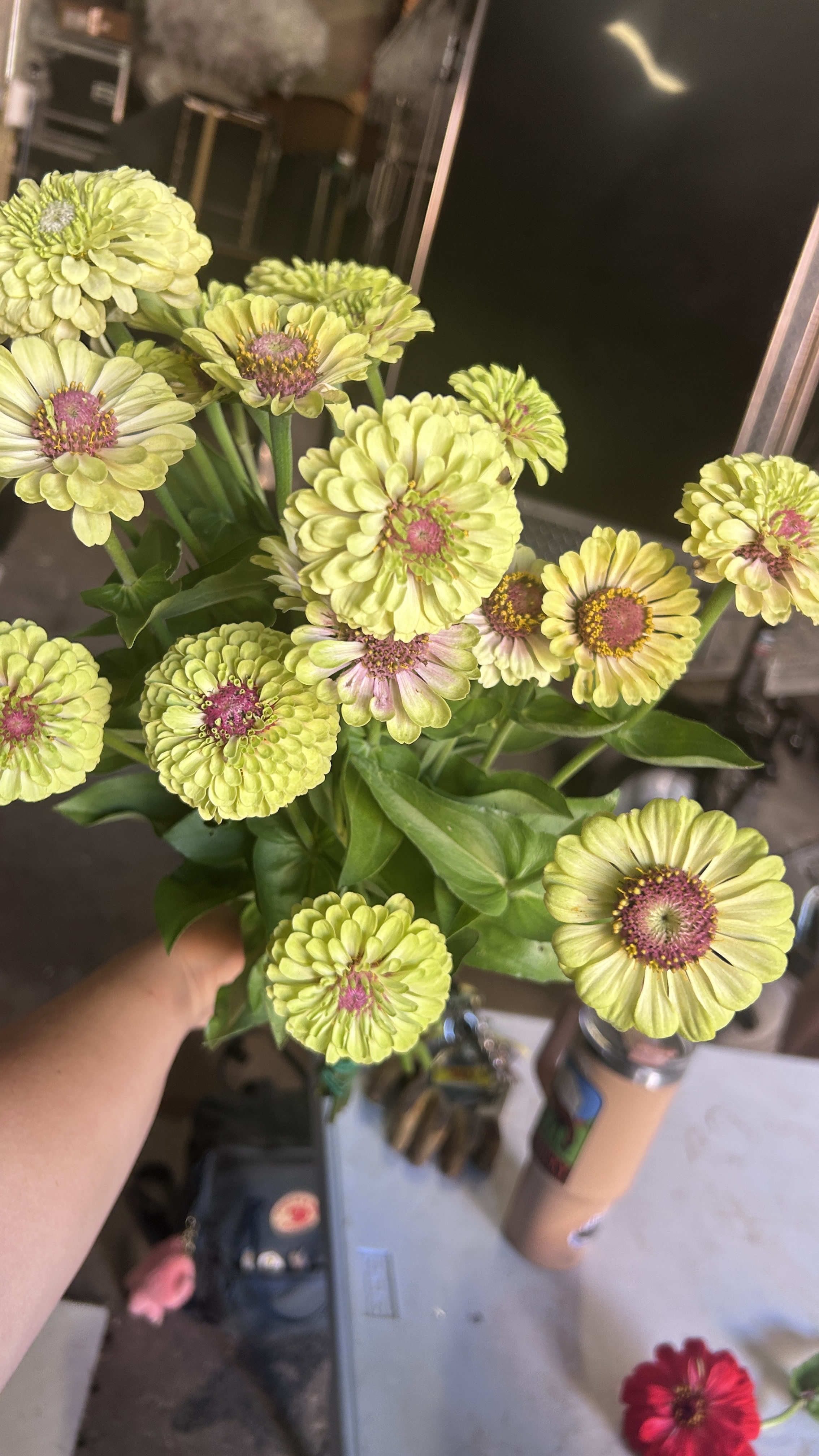 ZINNIA
