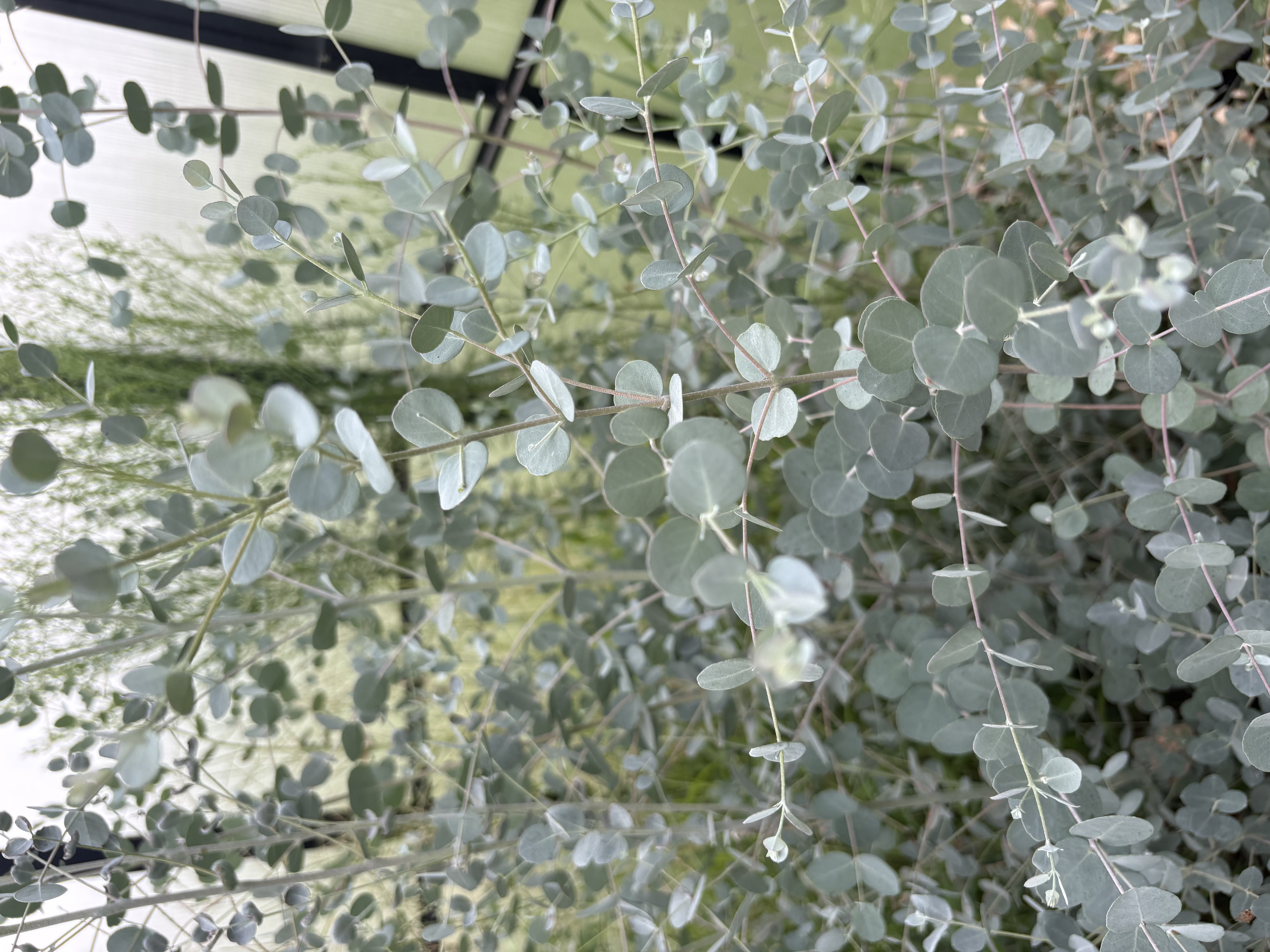 EUCALYPTUS cinerea