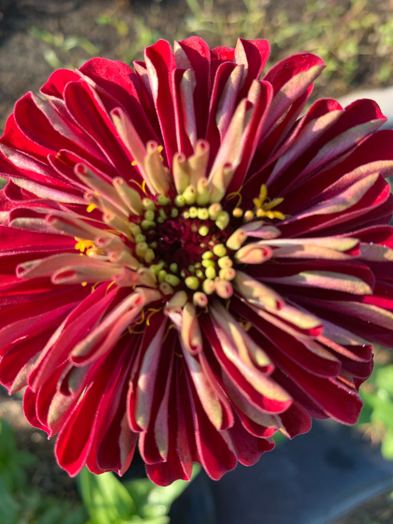 ZINNIA elegans Benarys Giant