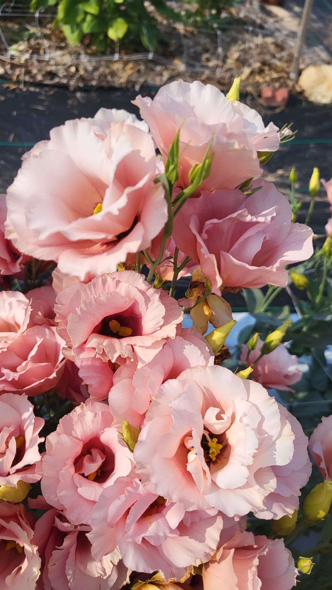 EUSTOMA grandiflorum
