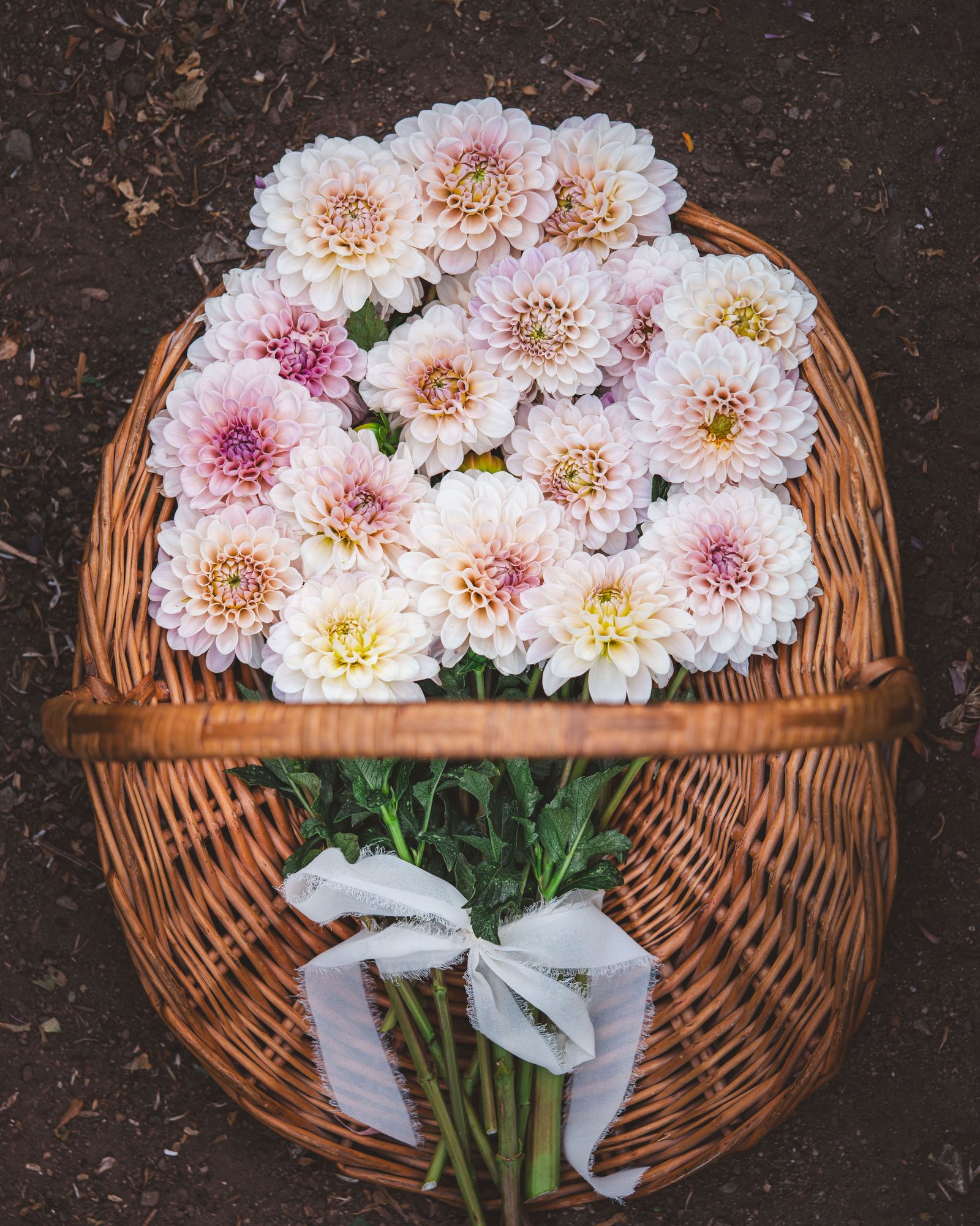 DAHLIA Sweet Nathalie