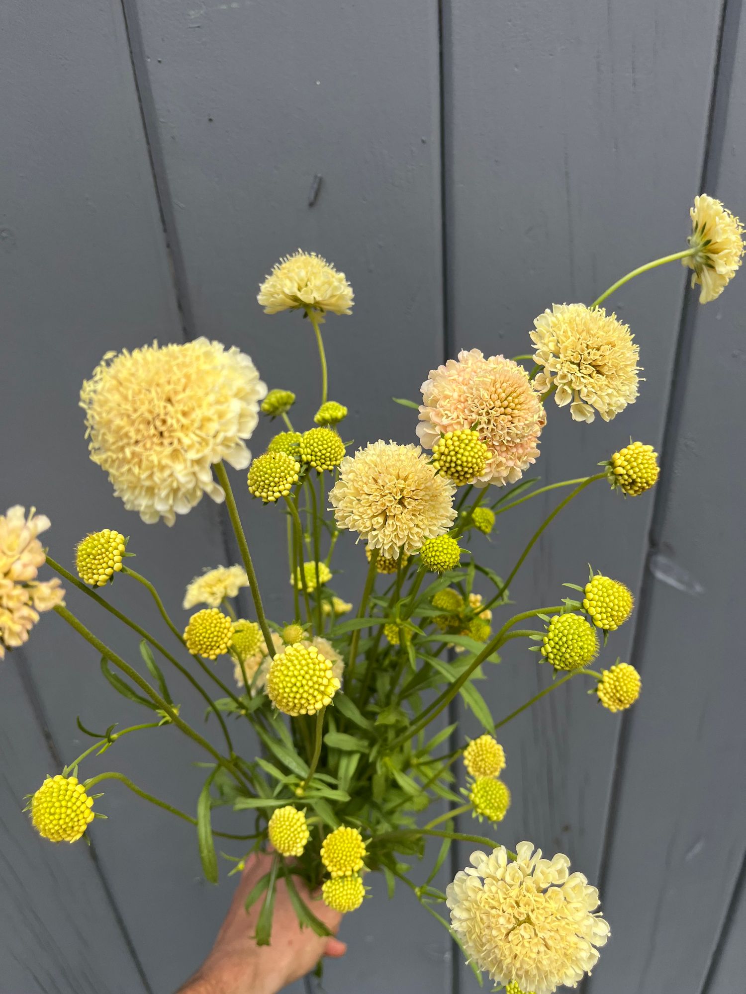 SCABIOSA atropurpurea Fata Morgana