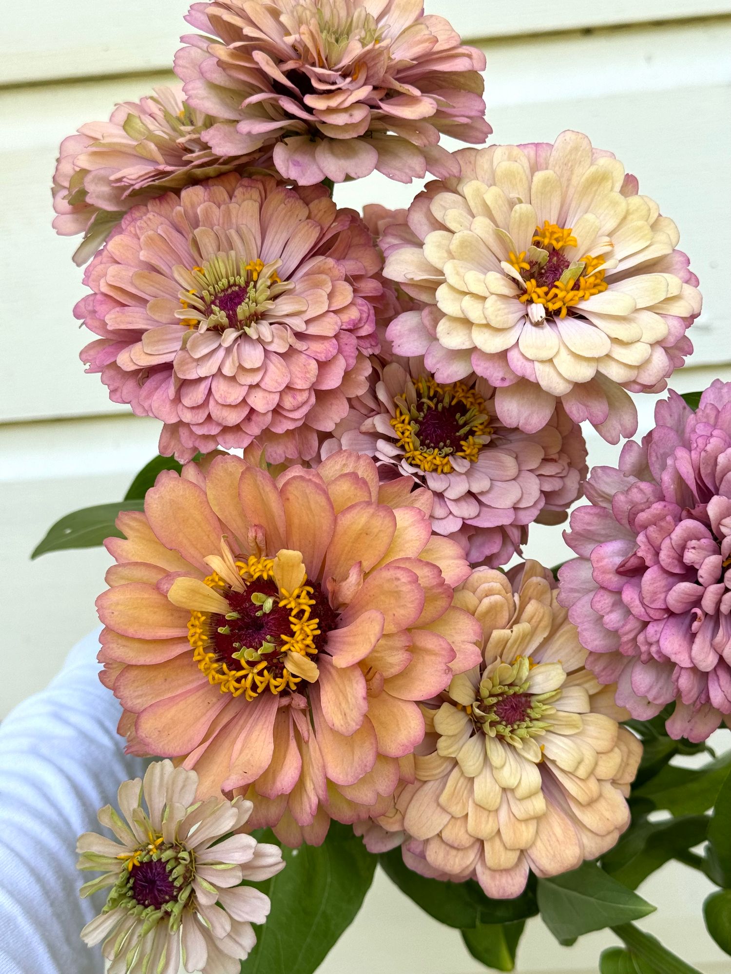 ZINNIA elegans Alpenglow