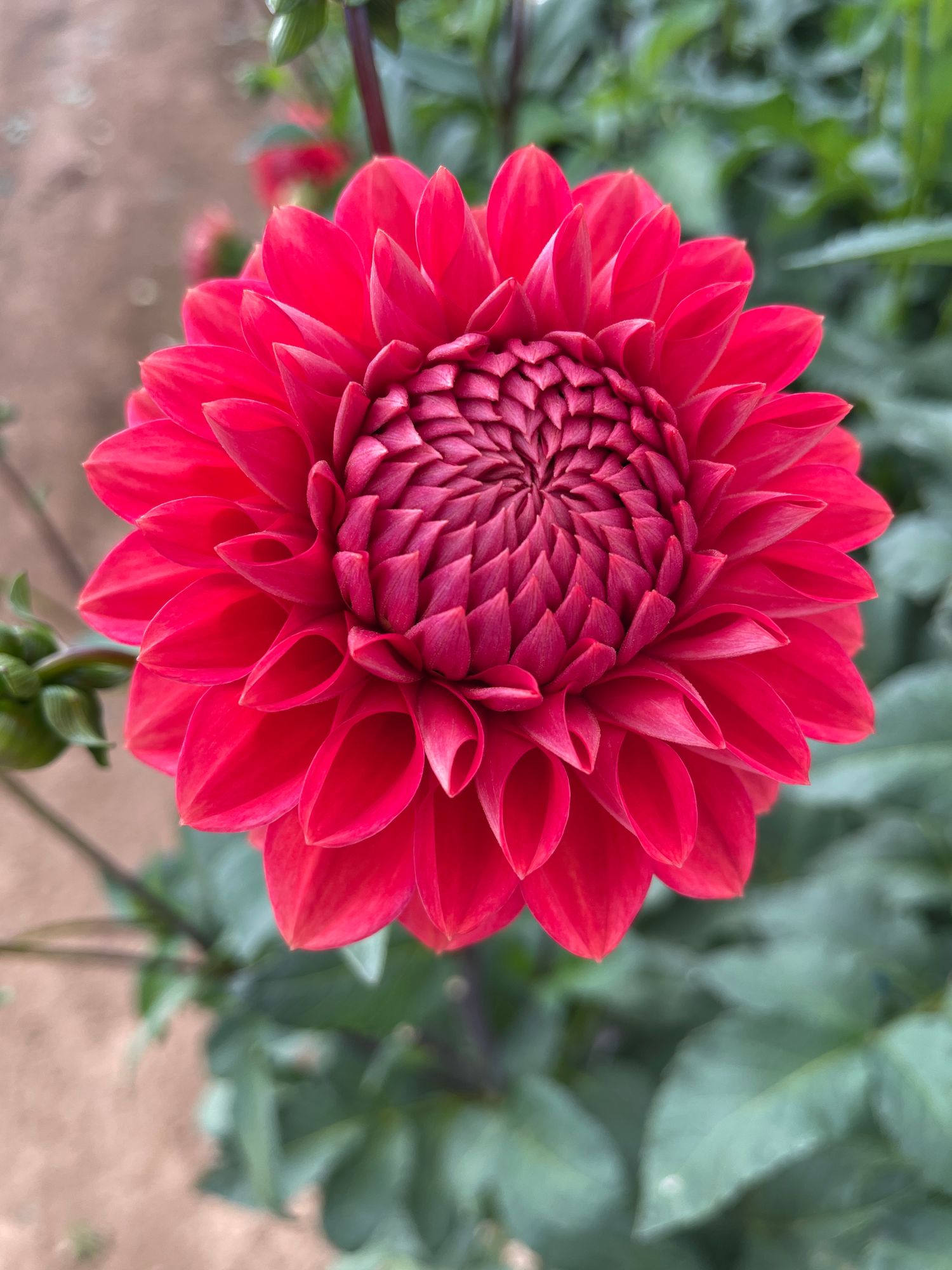 DAHLIA Tempest