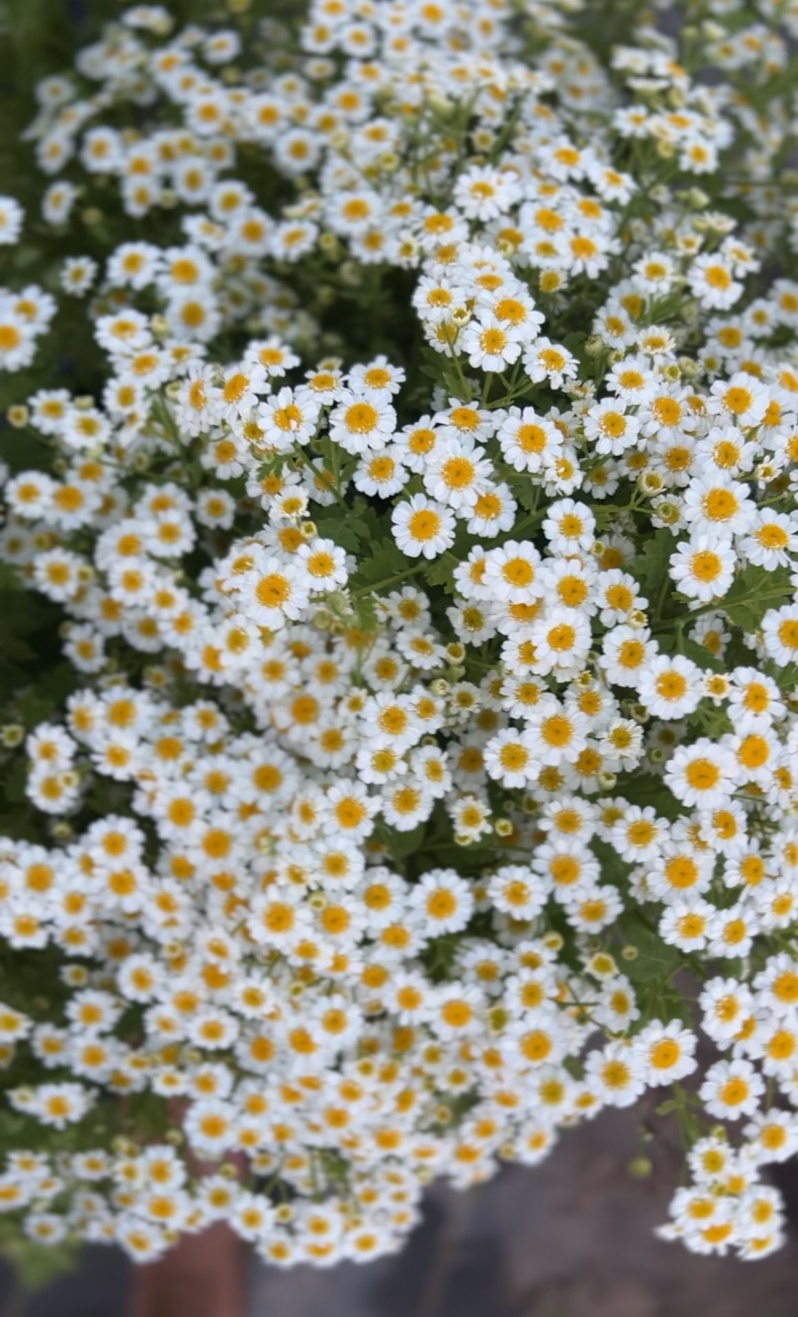 TANACETUM parthenium