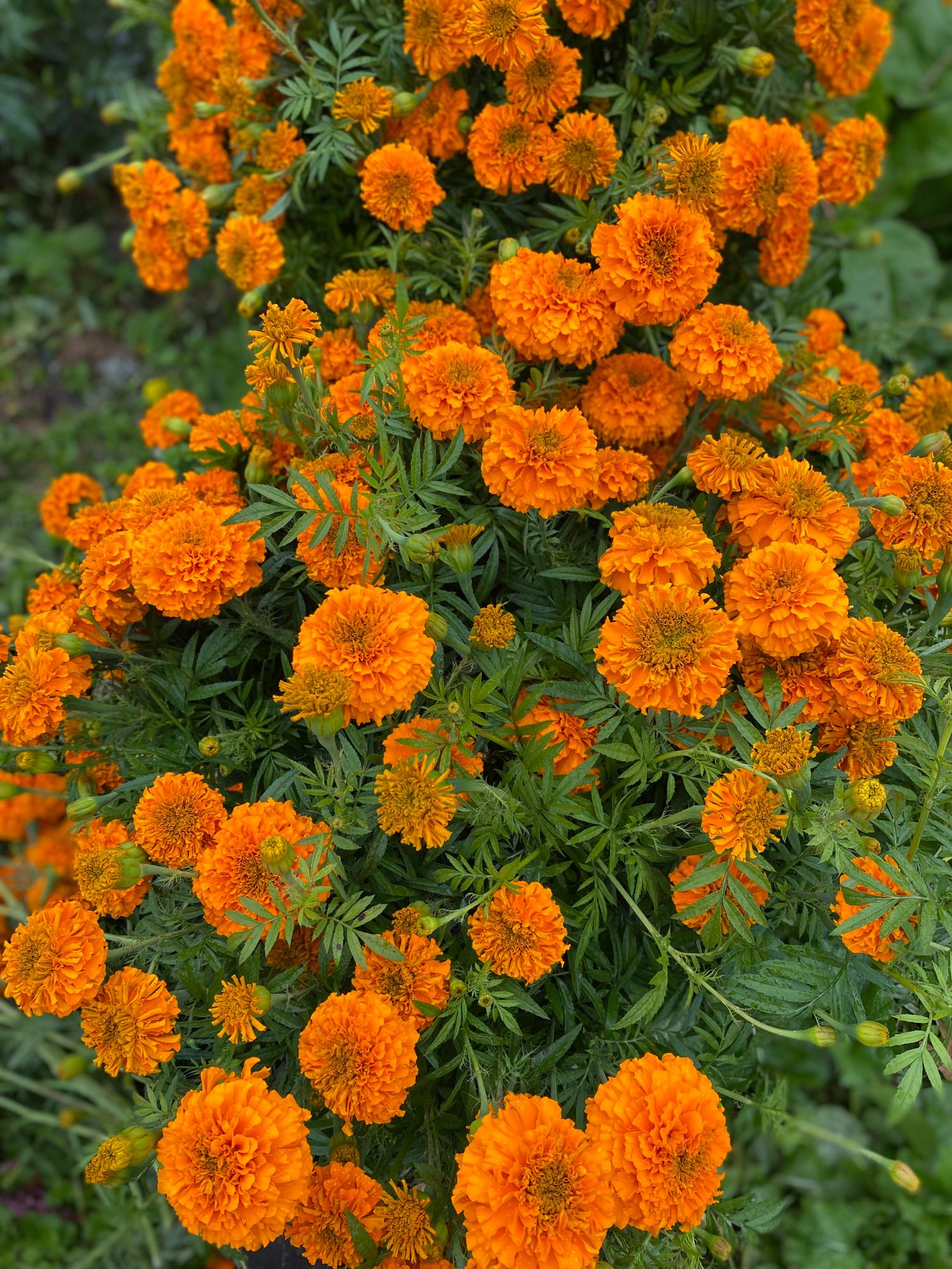 TAGETES erecta Jedi
