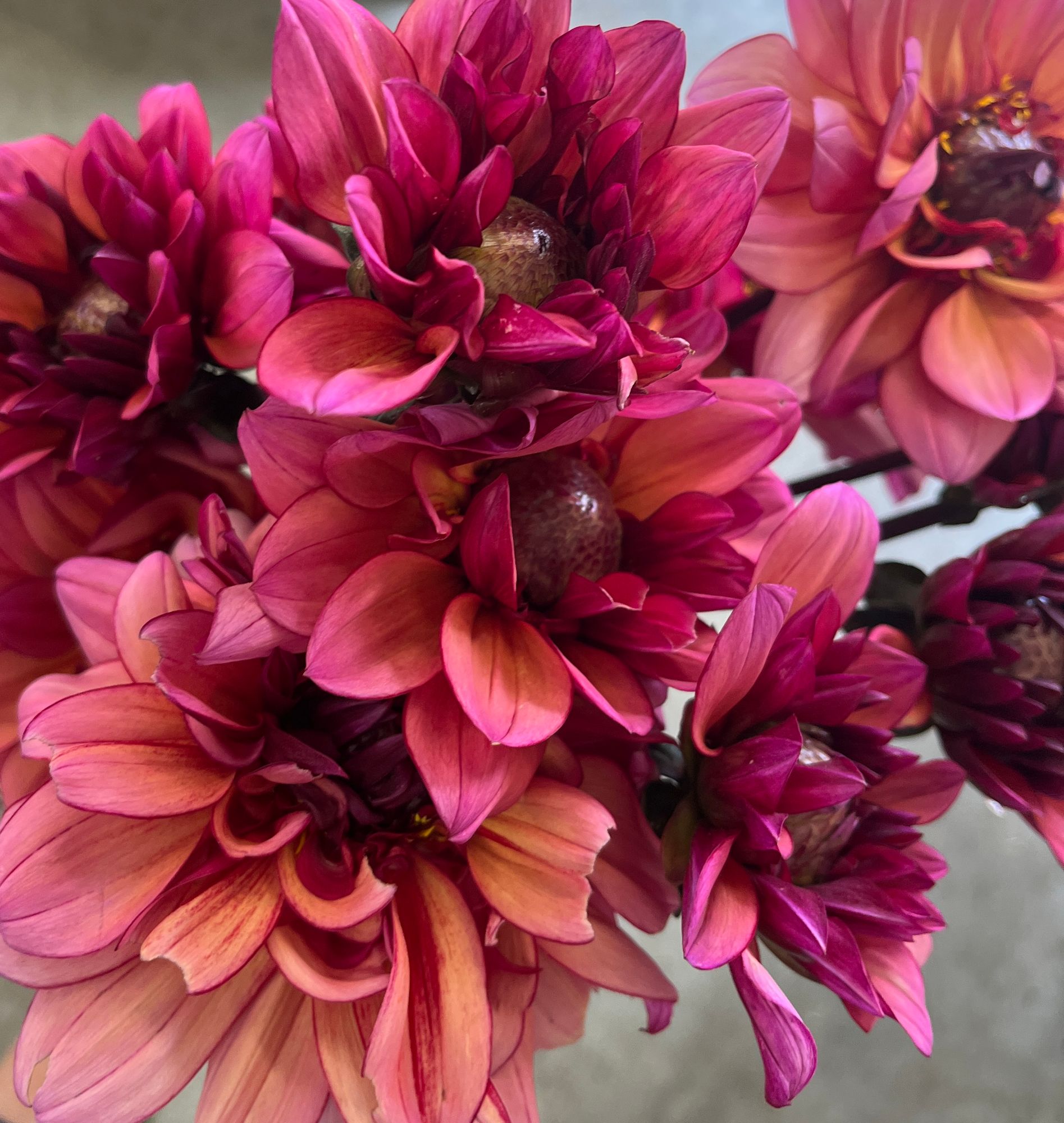 DAHLIA Princess Nadine