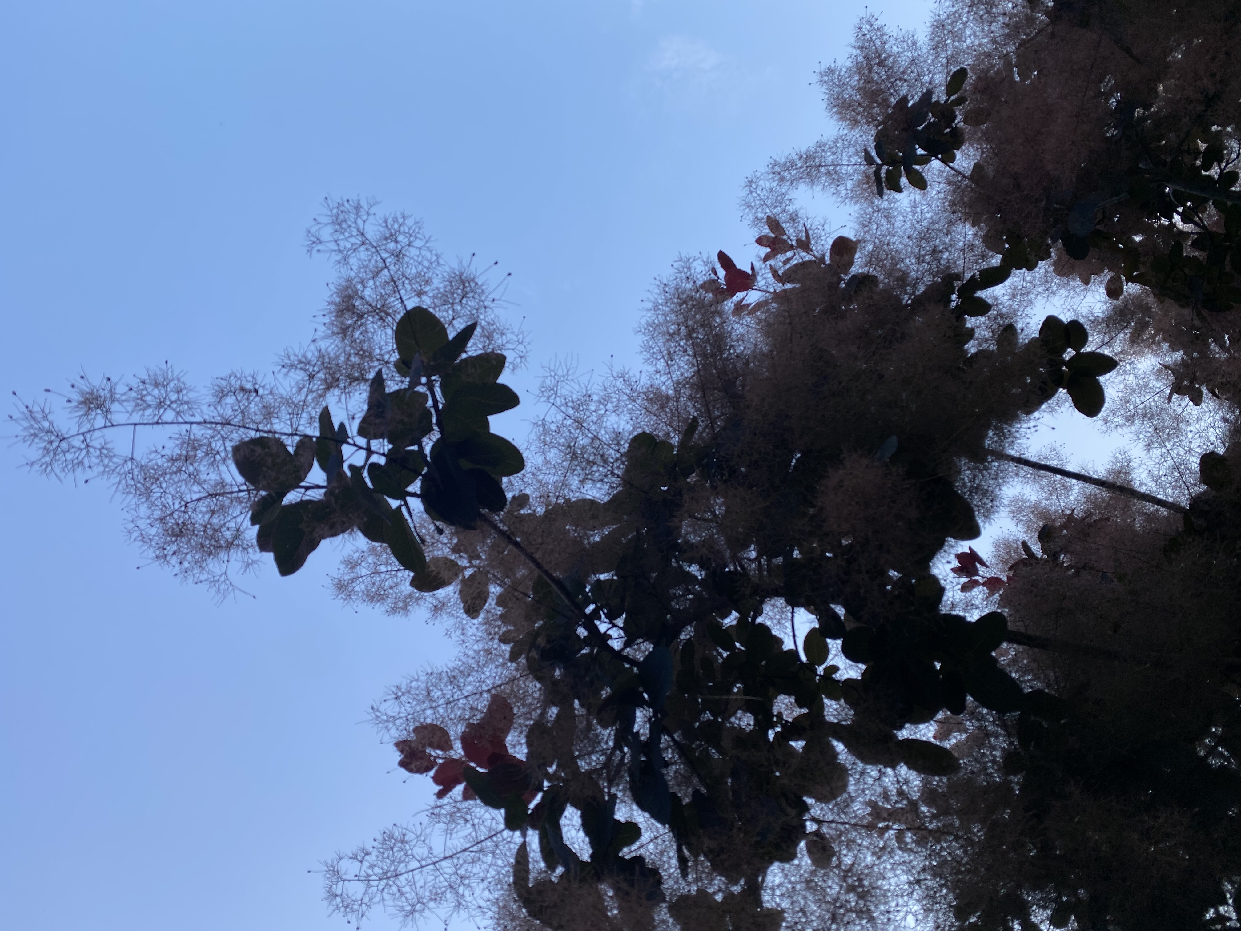 COTINUS coggygria
