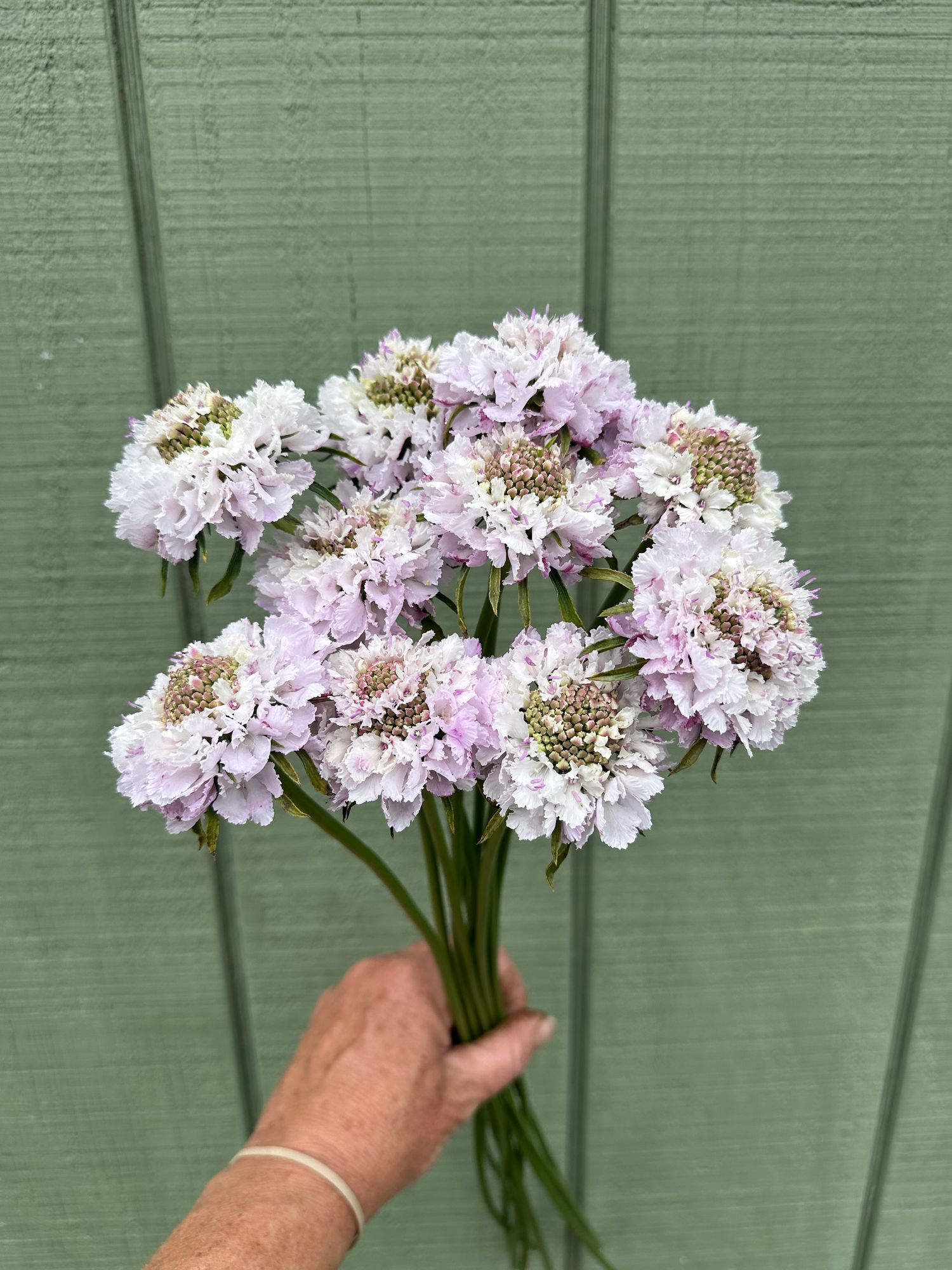 SCABIOSA atropurpurea x caucasica Bon Bon Scoop Sweetness