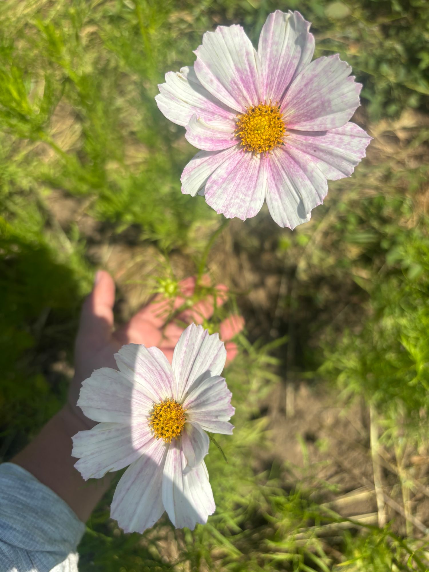 COSMOS bipinnatus Versailles Flush