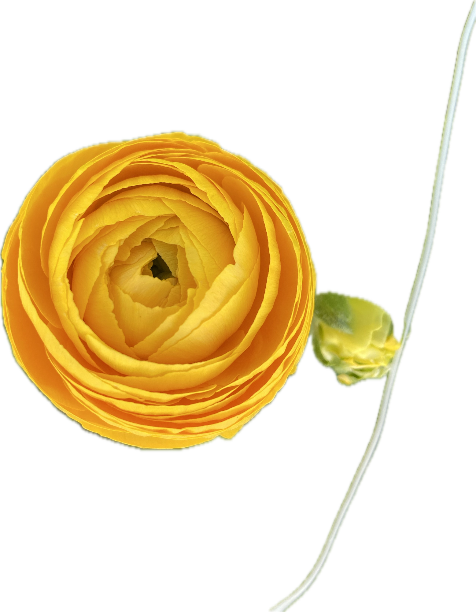 RANUNCULUS