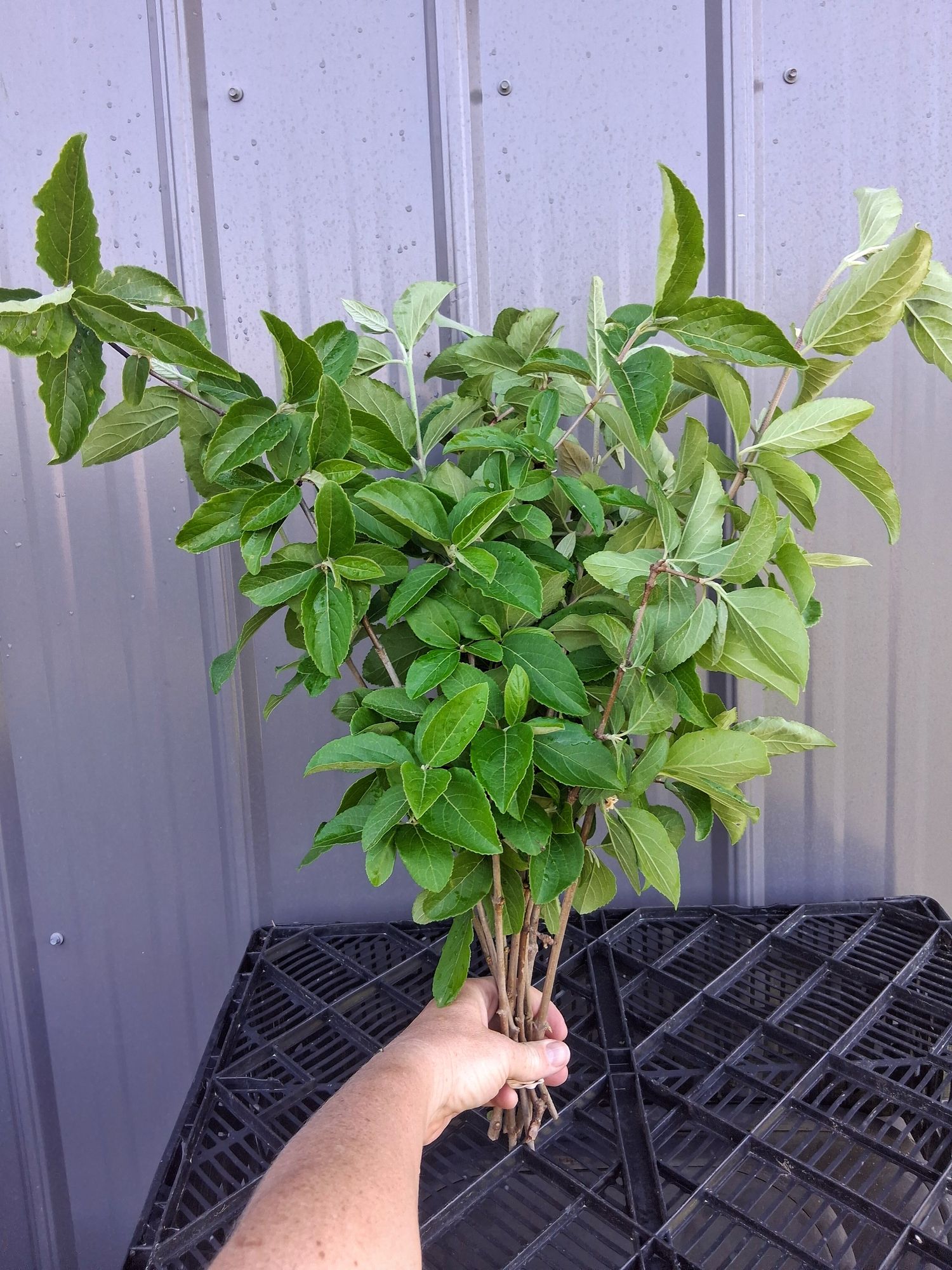 VIBURNUM macrocephalum