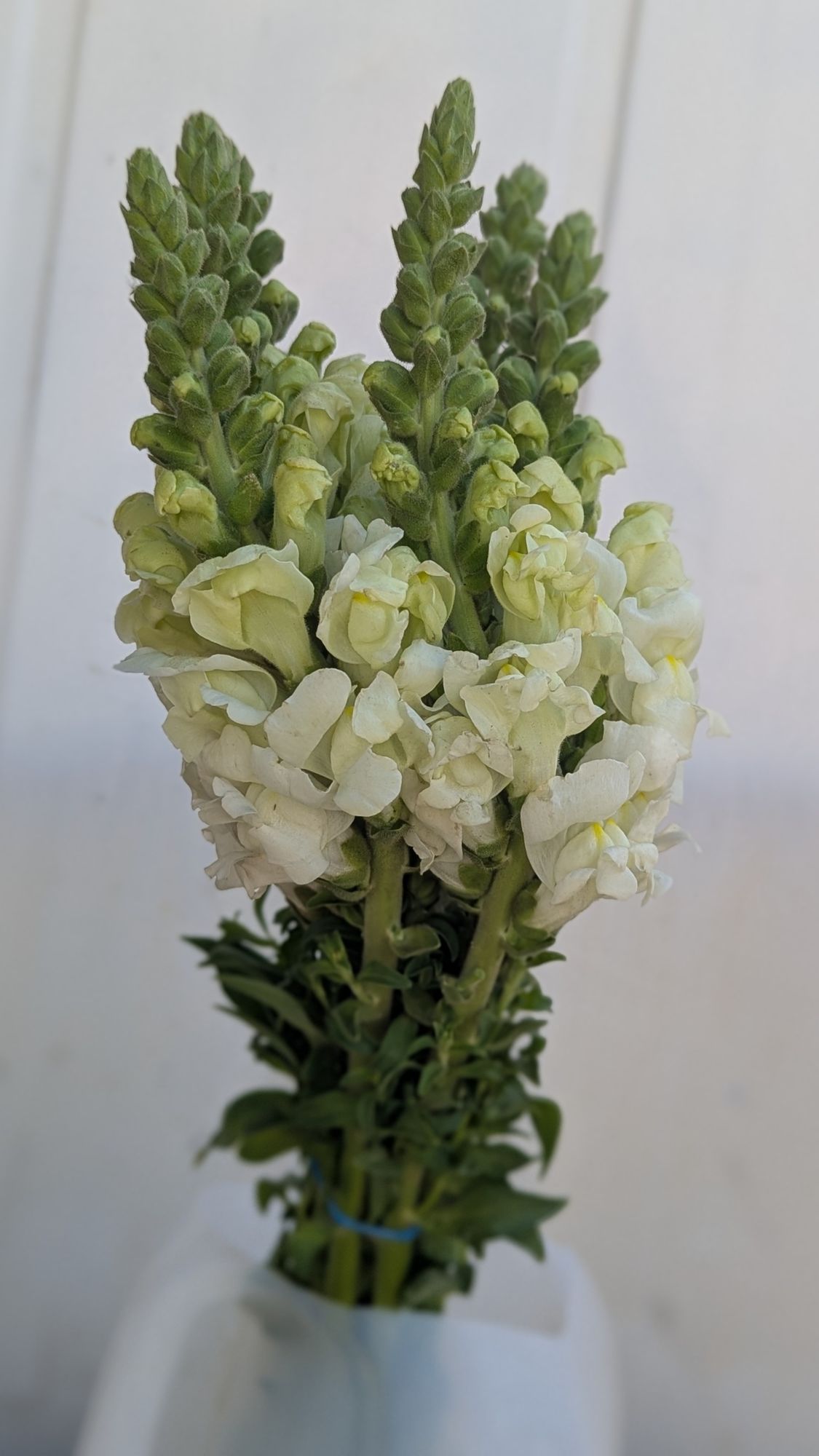 ANTIRRHINUM majus Potomac Ivory