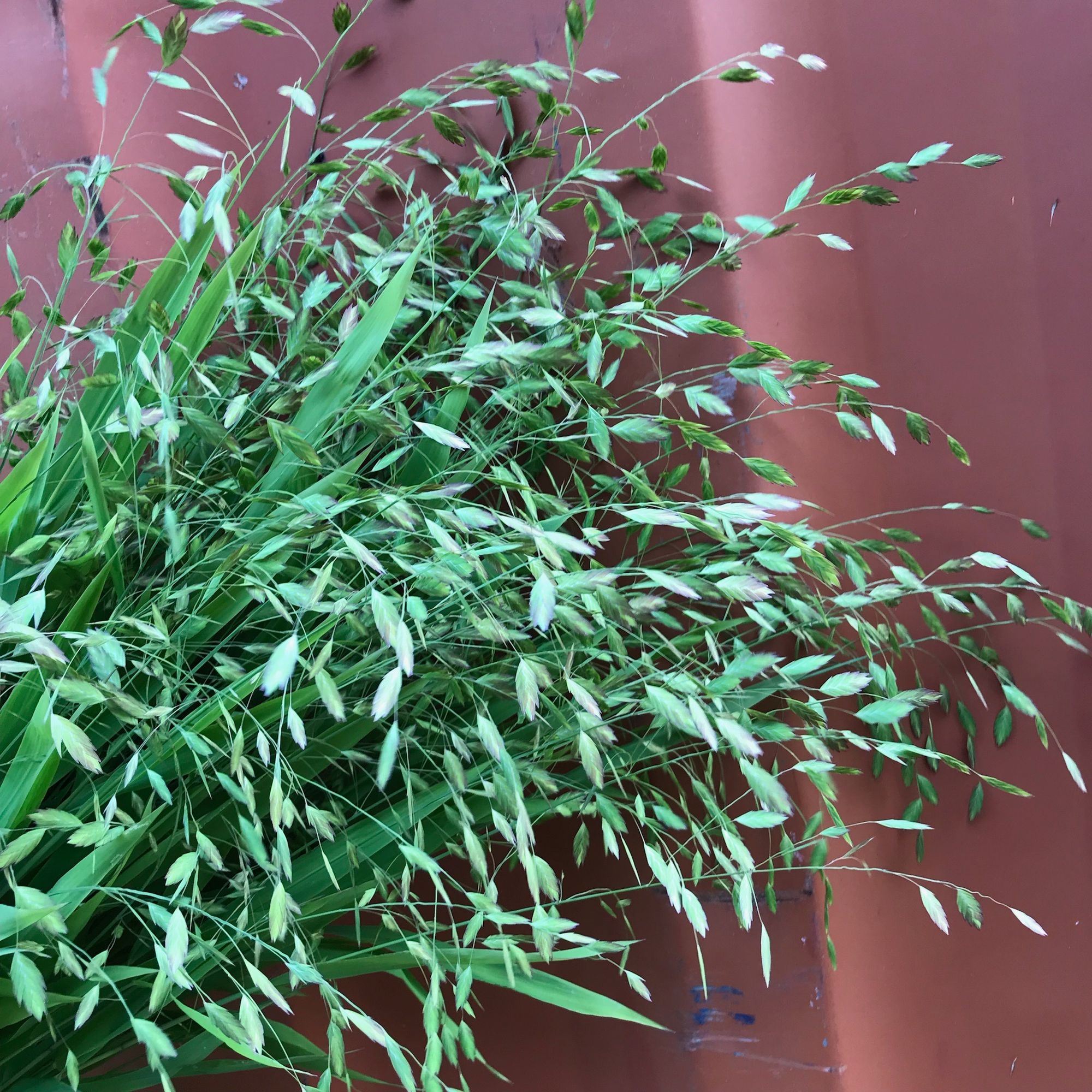 CHASMANTHIUM latifolium
