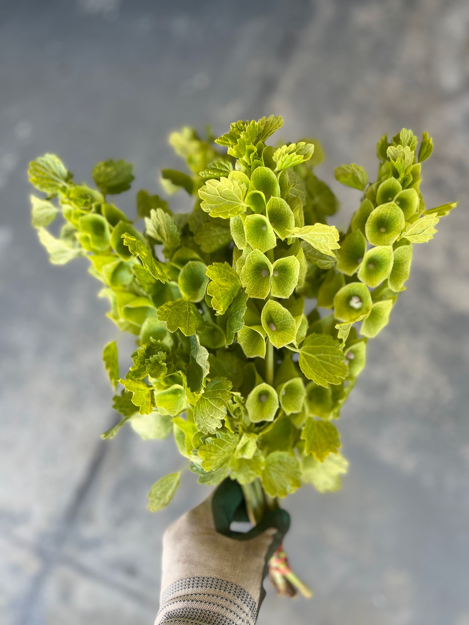 MOLUCCELLA laevis
