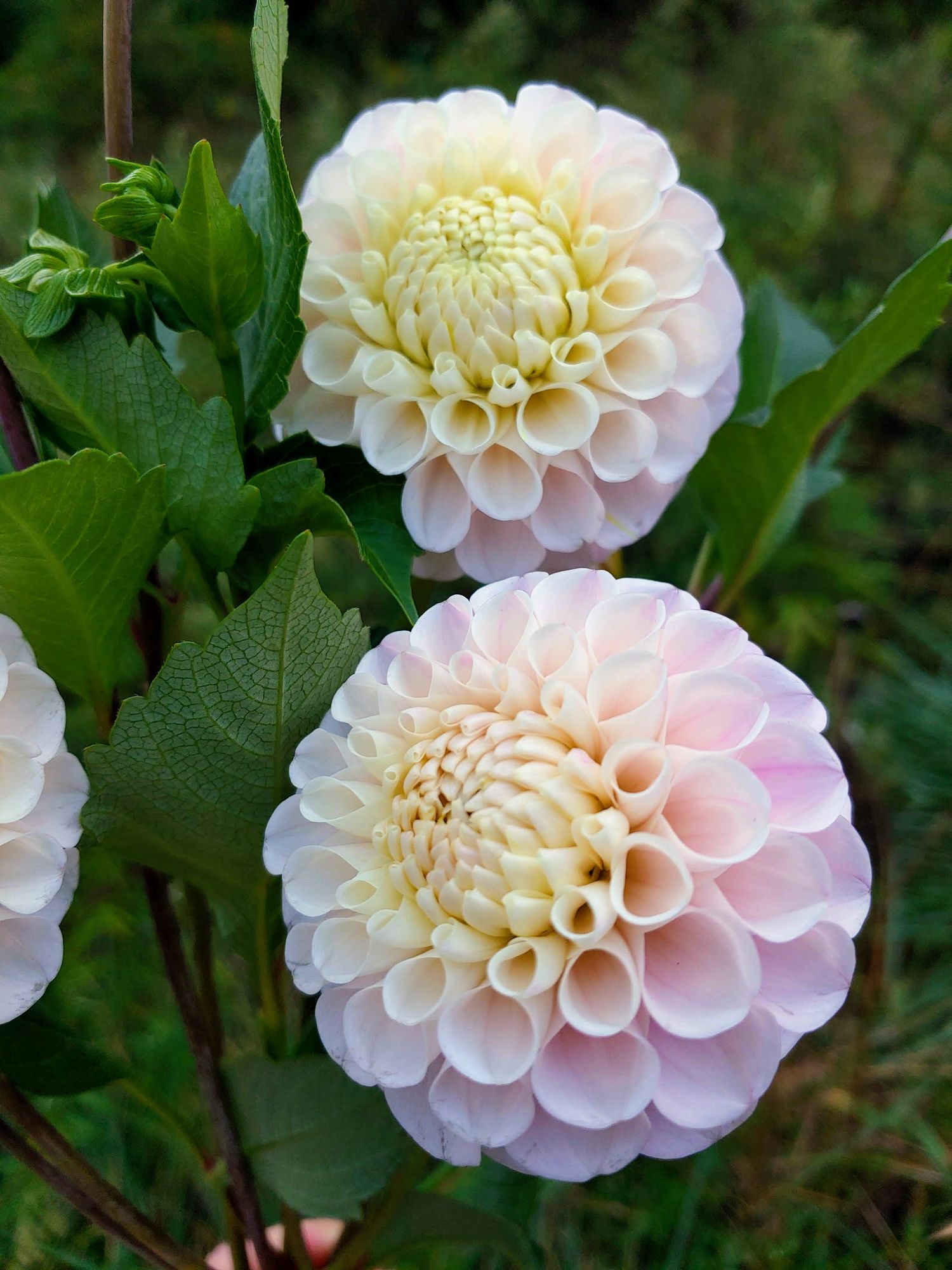 DAHLIA 20th Ave Memory