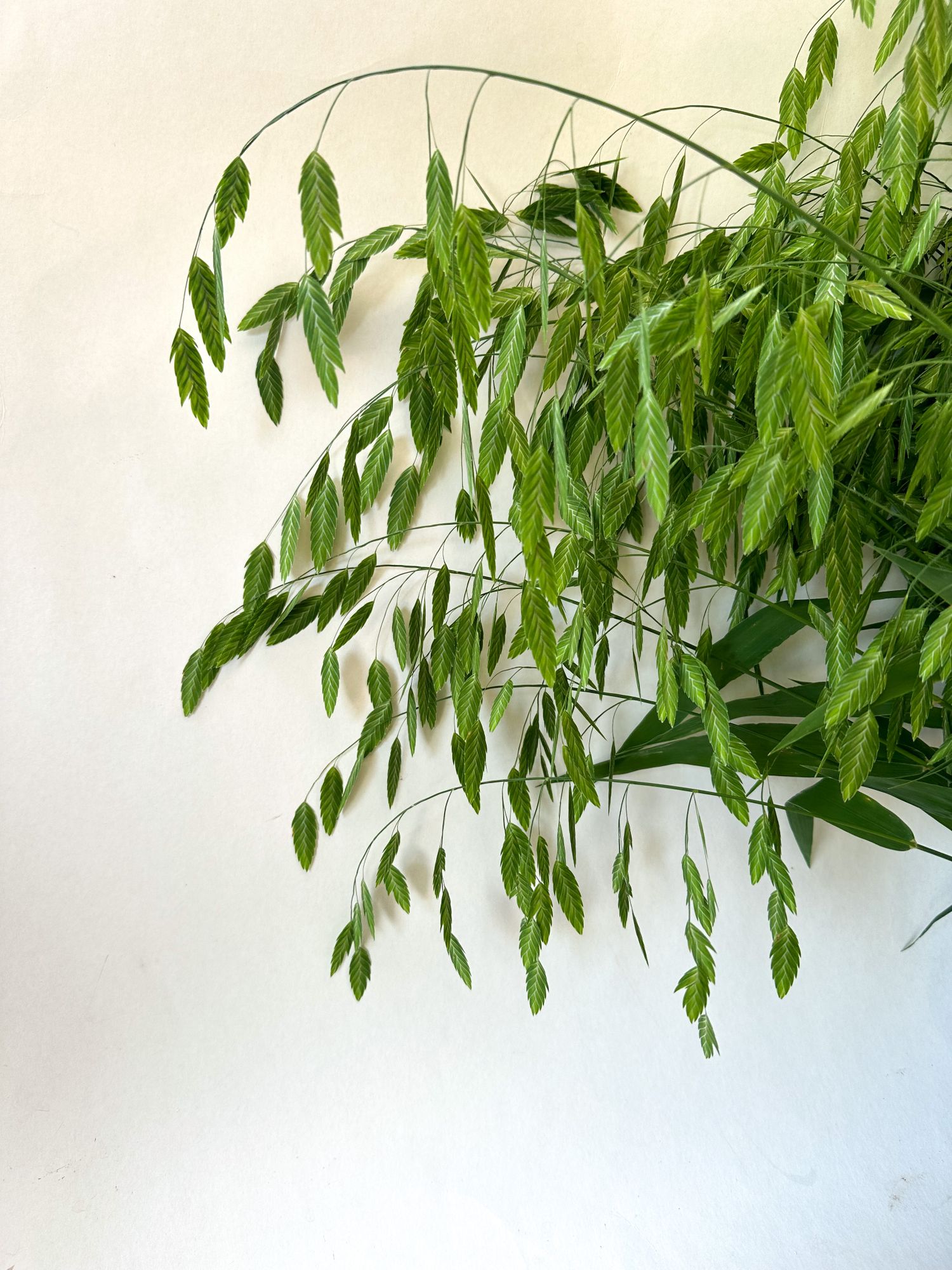 CHASMANTHIUM latifolium