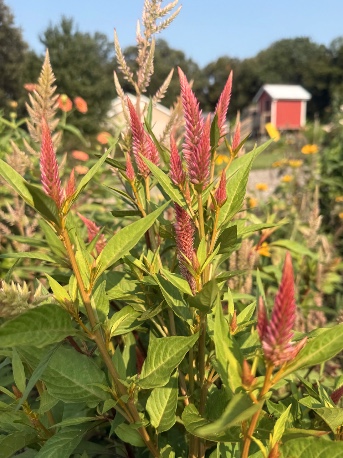 CELOSIA argentea spicata