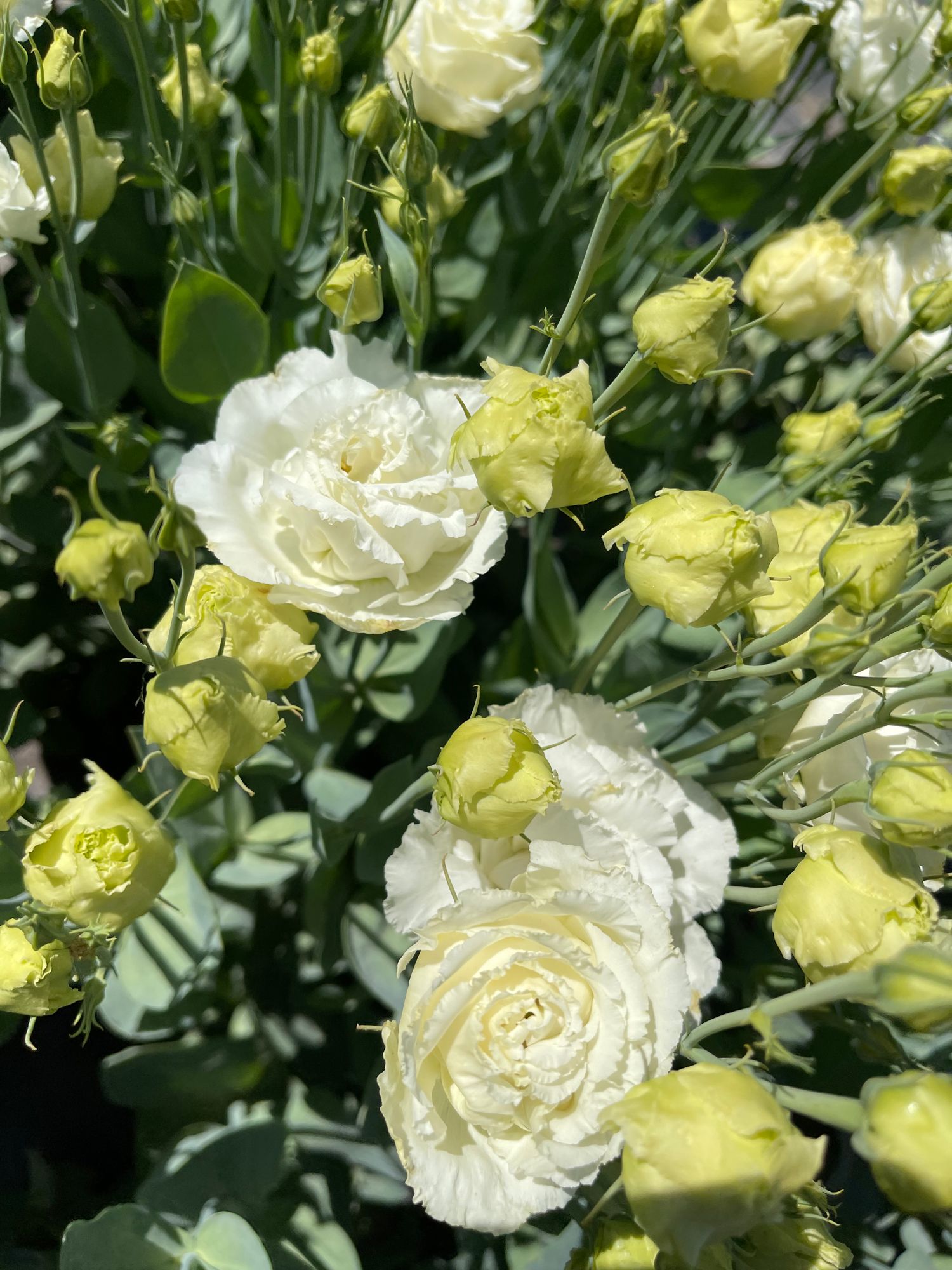 EUSTOMA grandiflorum Voyage