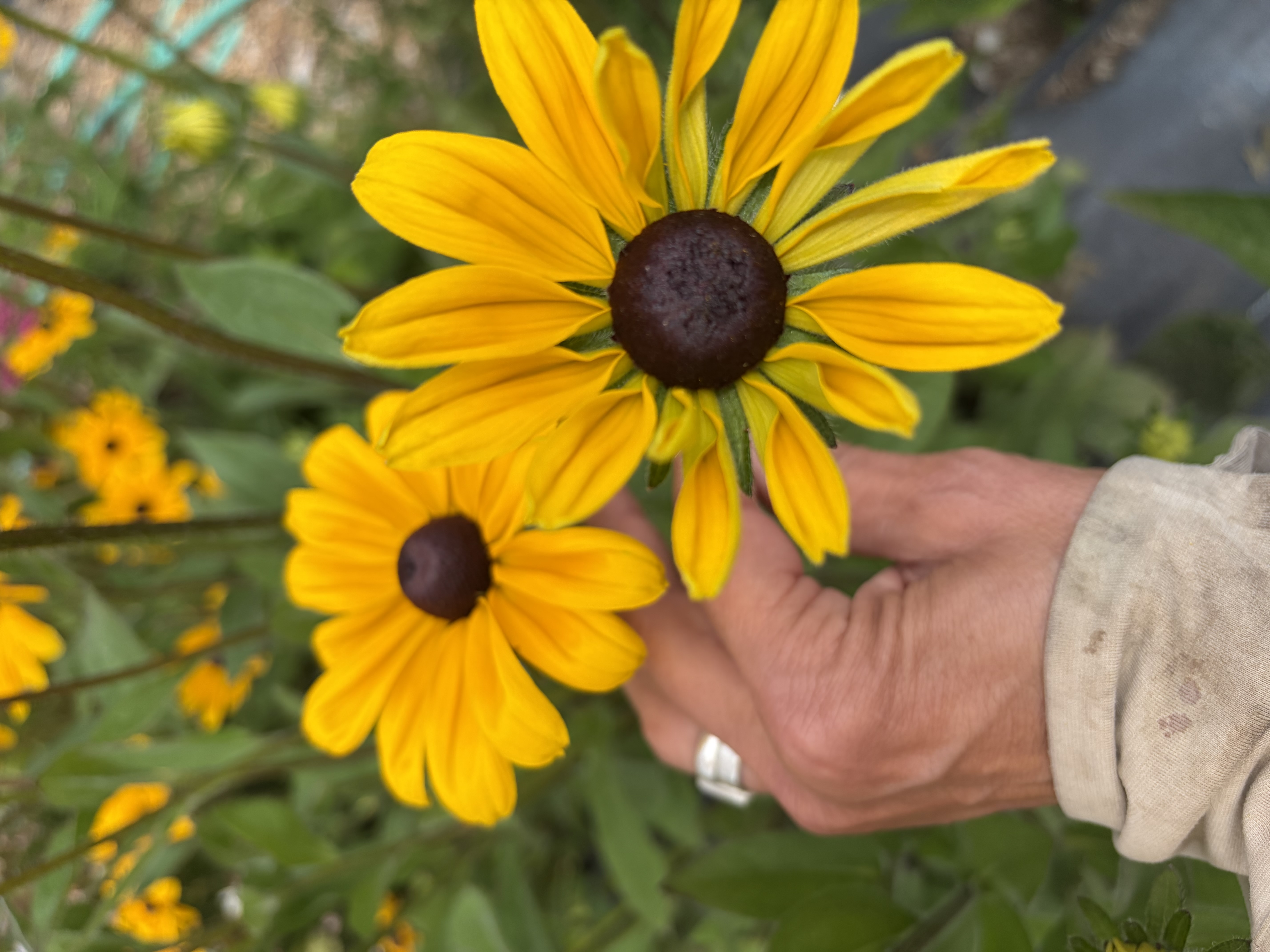 RUDBECKIA hirta Indian Summer