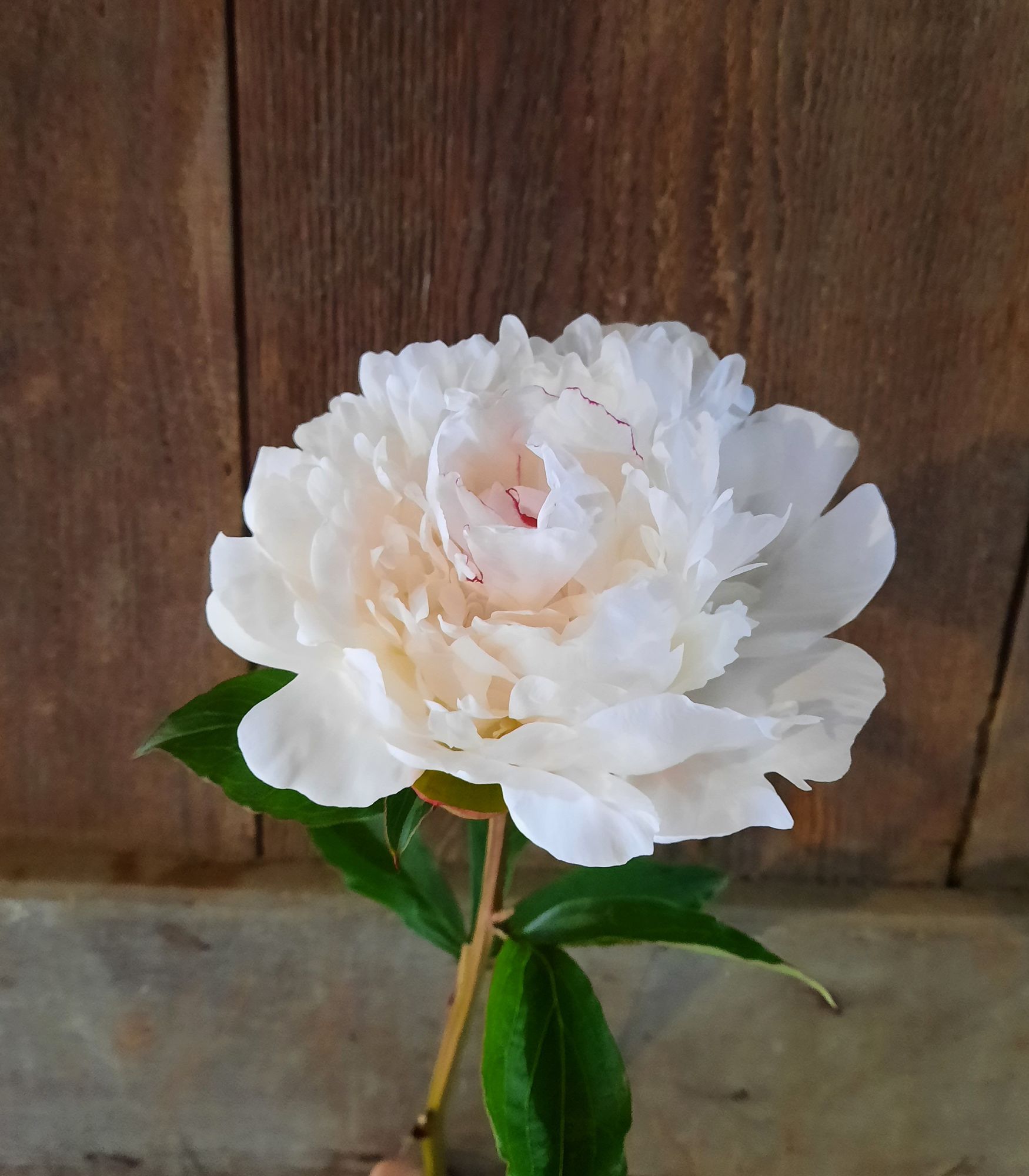 PAEONIA lactiflora Festiva Maxima