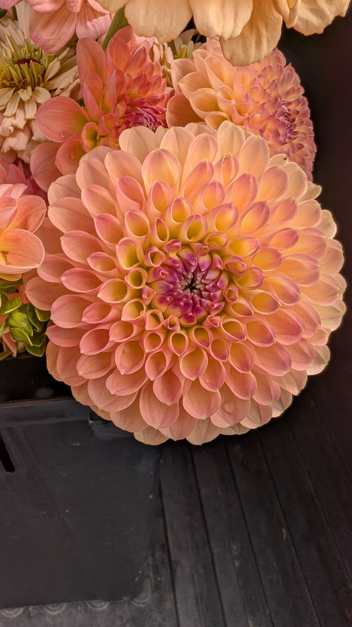 DAHLIA Jowey Nicky