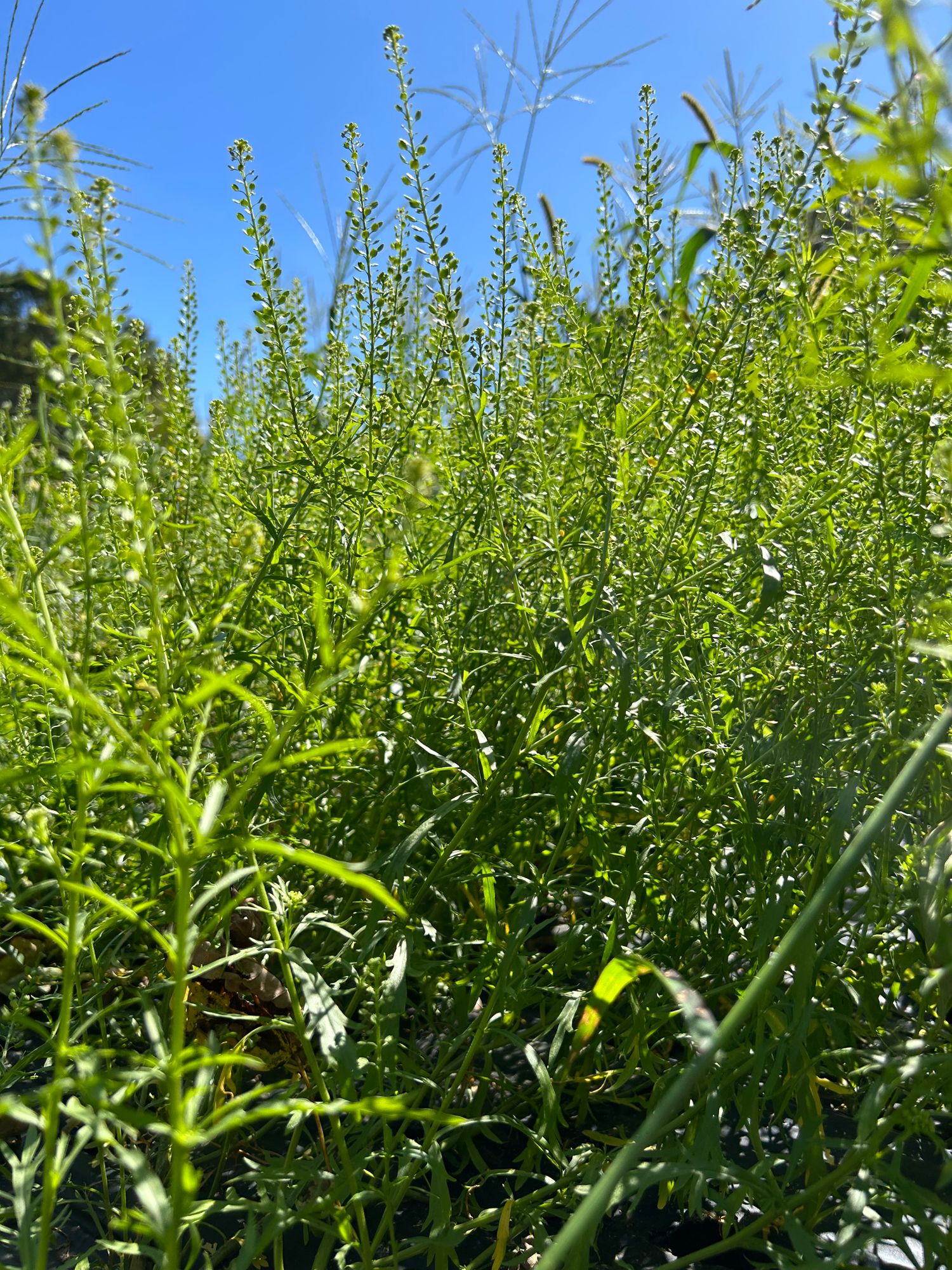 LEPIDIUM ruderale