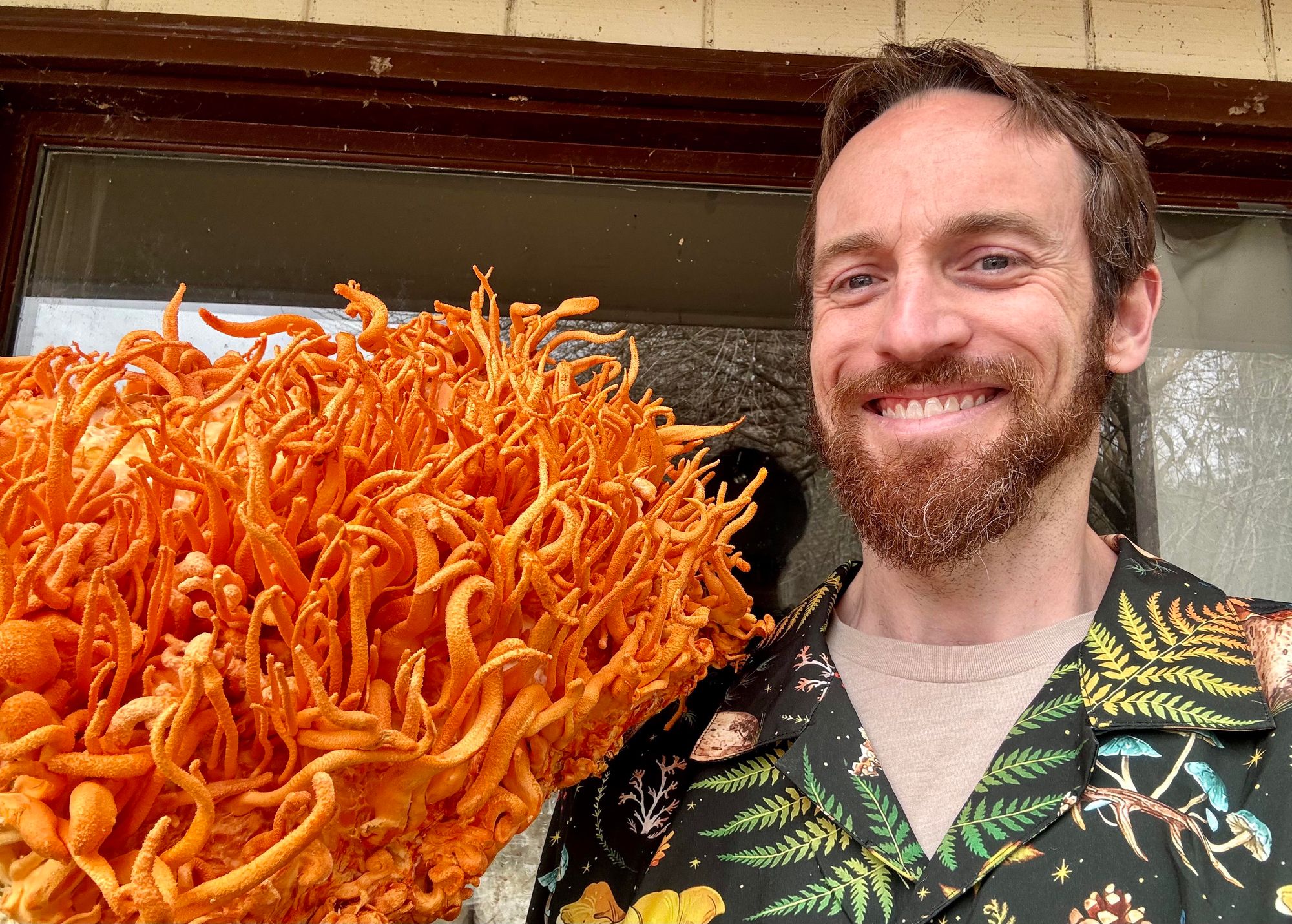 Cordyceps militaris