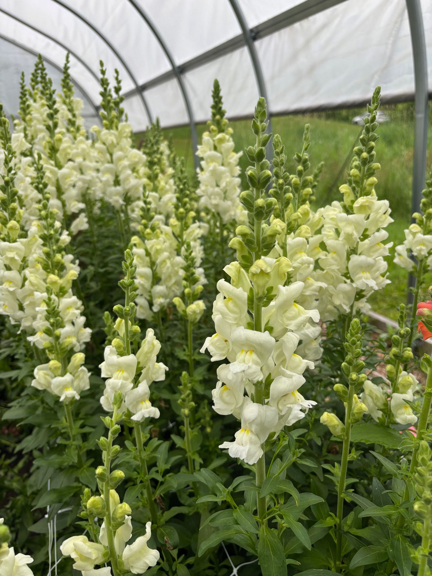 ANTIRRHINUM majus Potomac Ivory