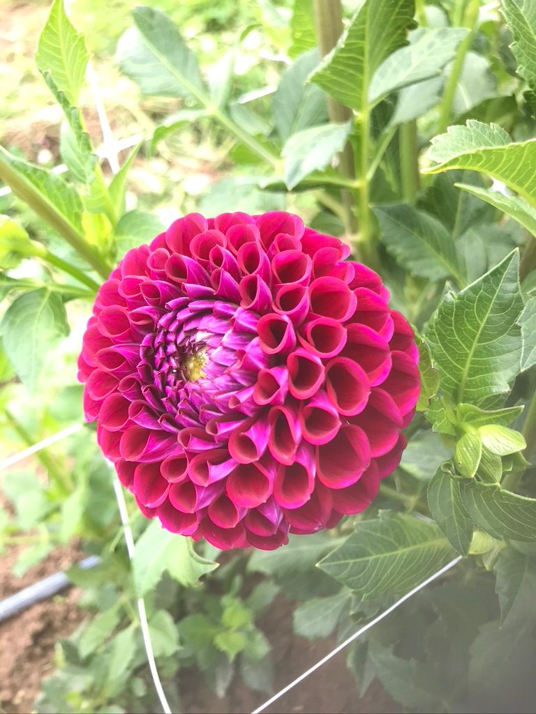 DAHLIA Ivanetti