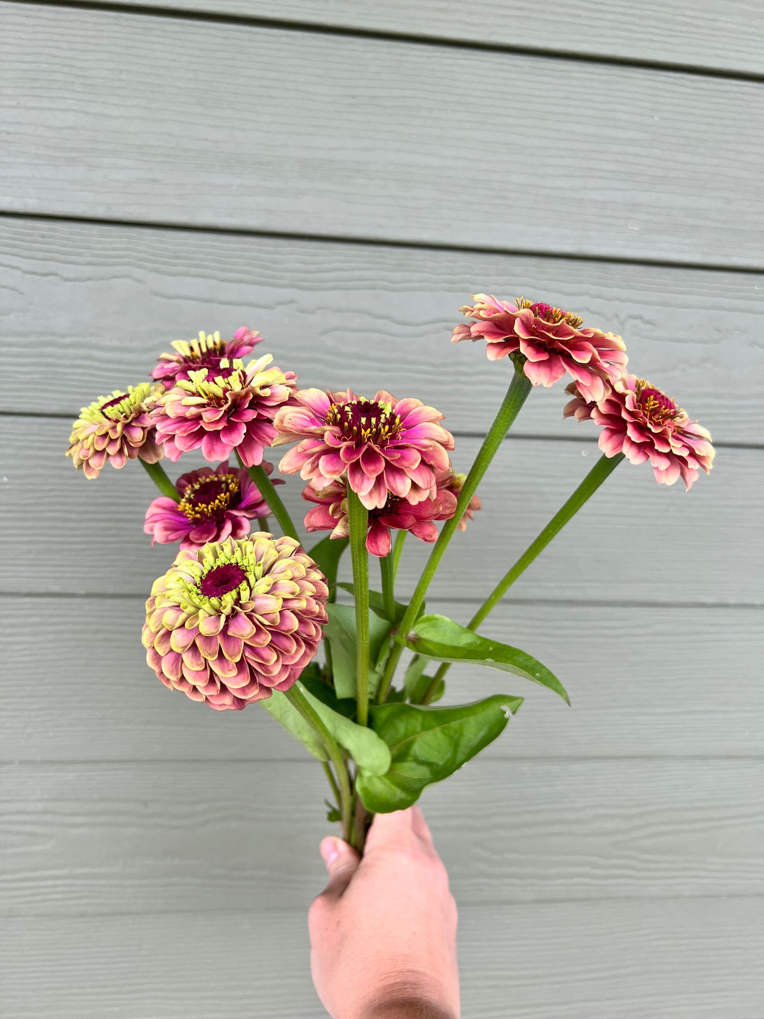 ZINNIA elegans Queen Lime Red