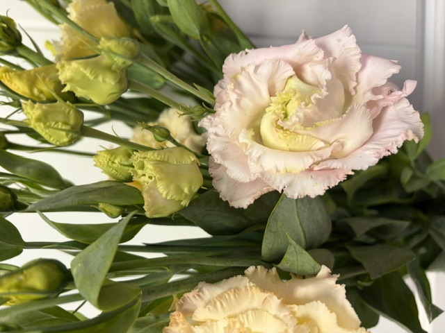 EUSTOMA grandiflorum