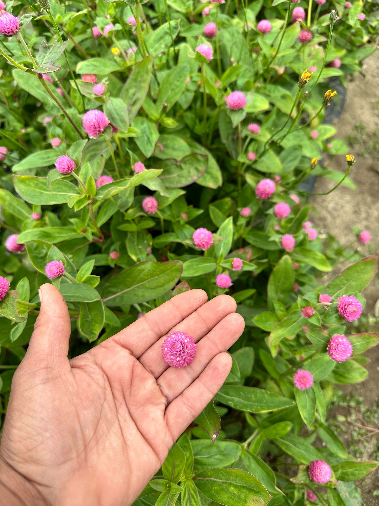 GOMPHRENA globosa