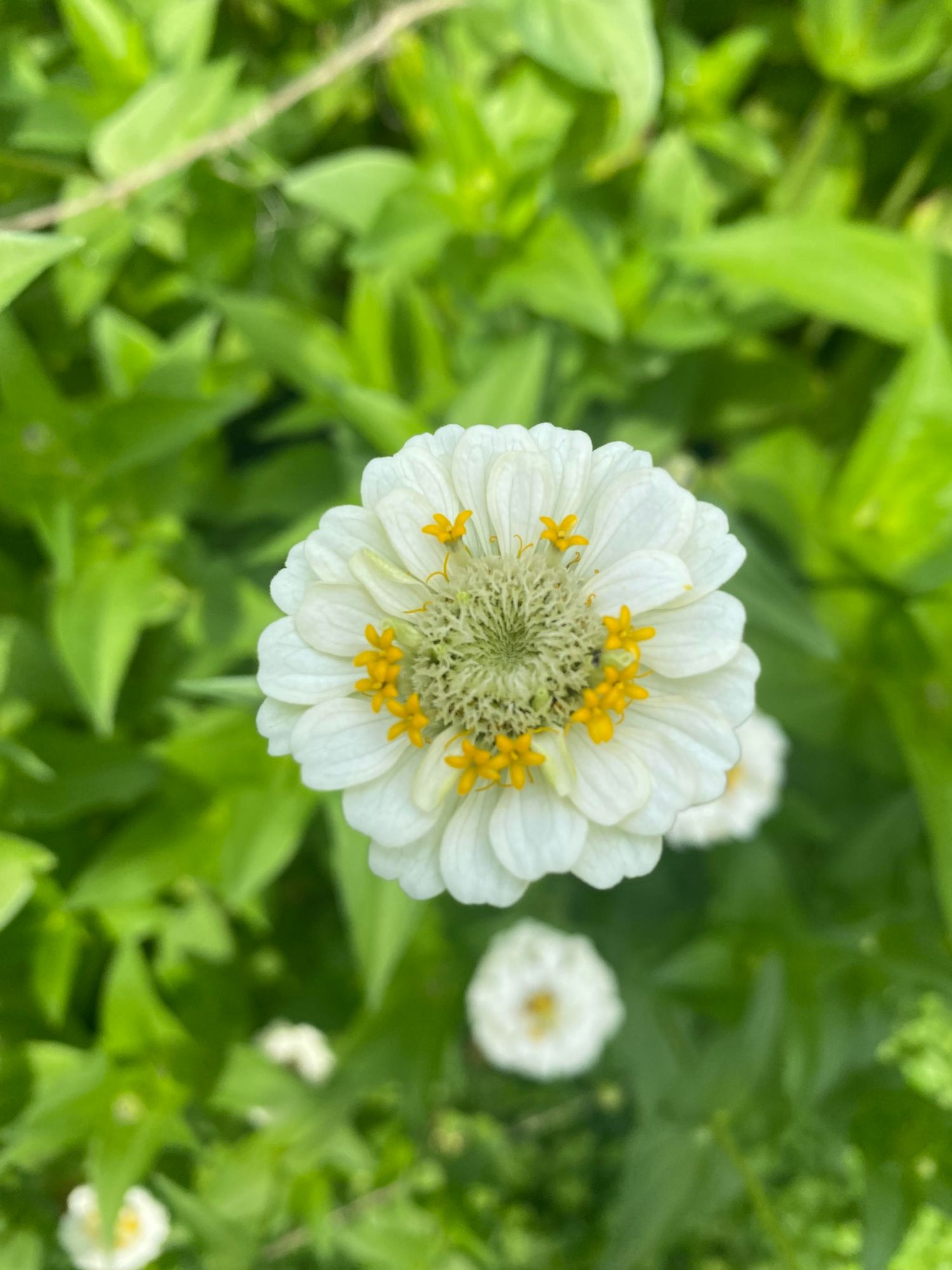 ZINNIA elegans Lilliput