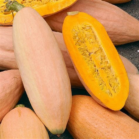 Winter Squash - Banana