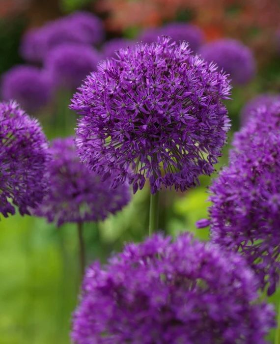 ALLIUM hollandicum Purple Sensation
