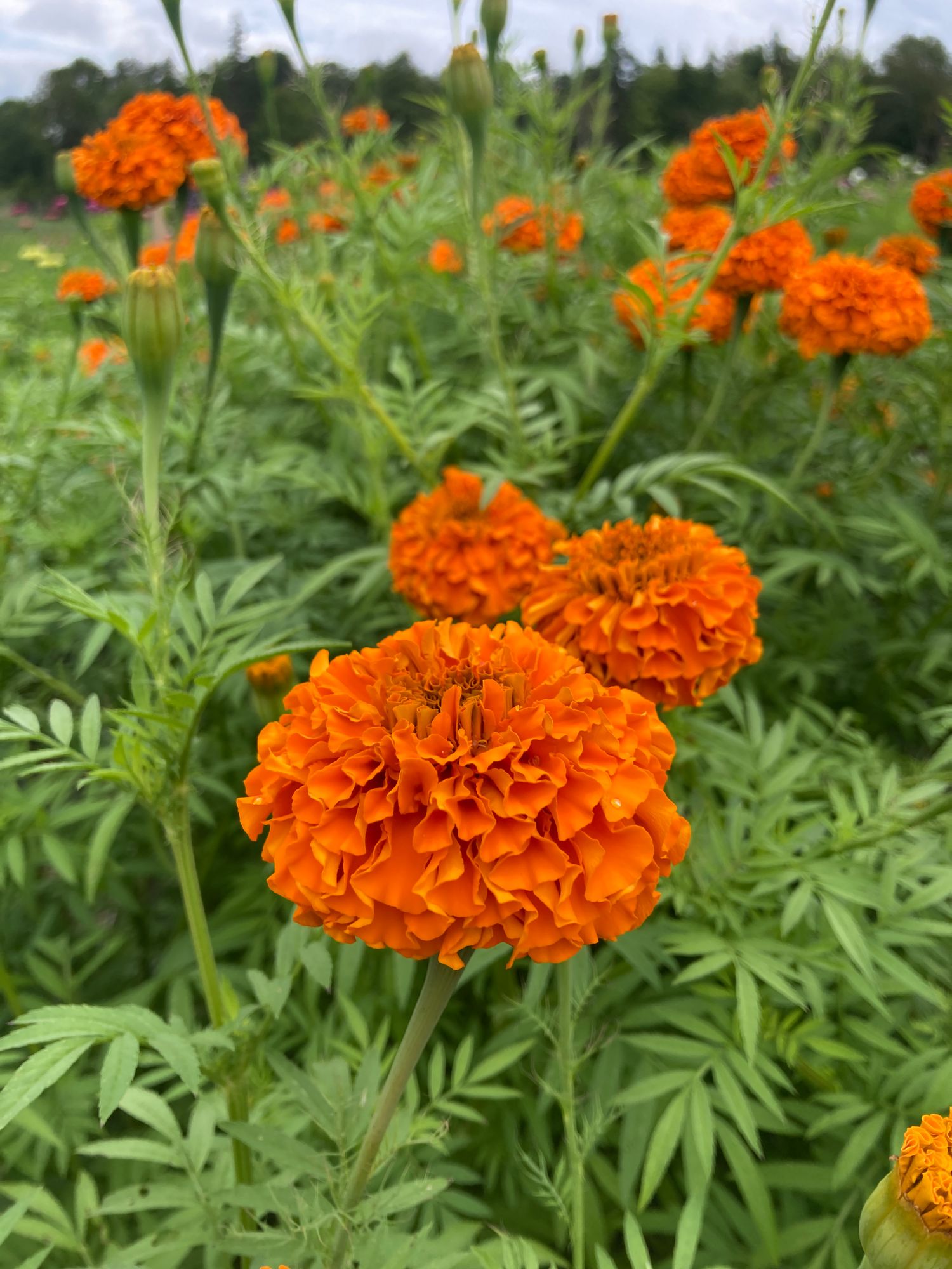 TAGETES erecta