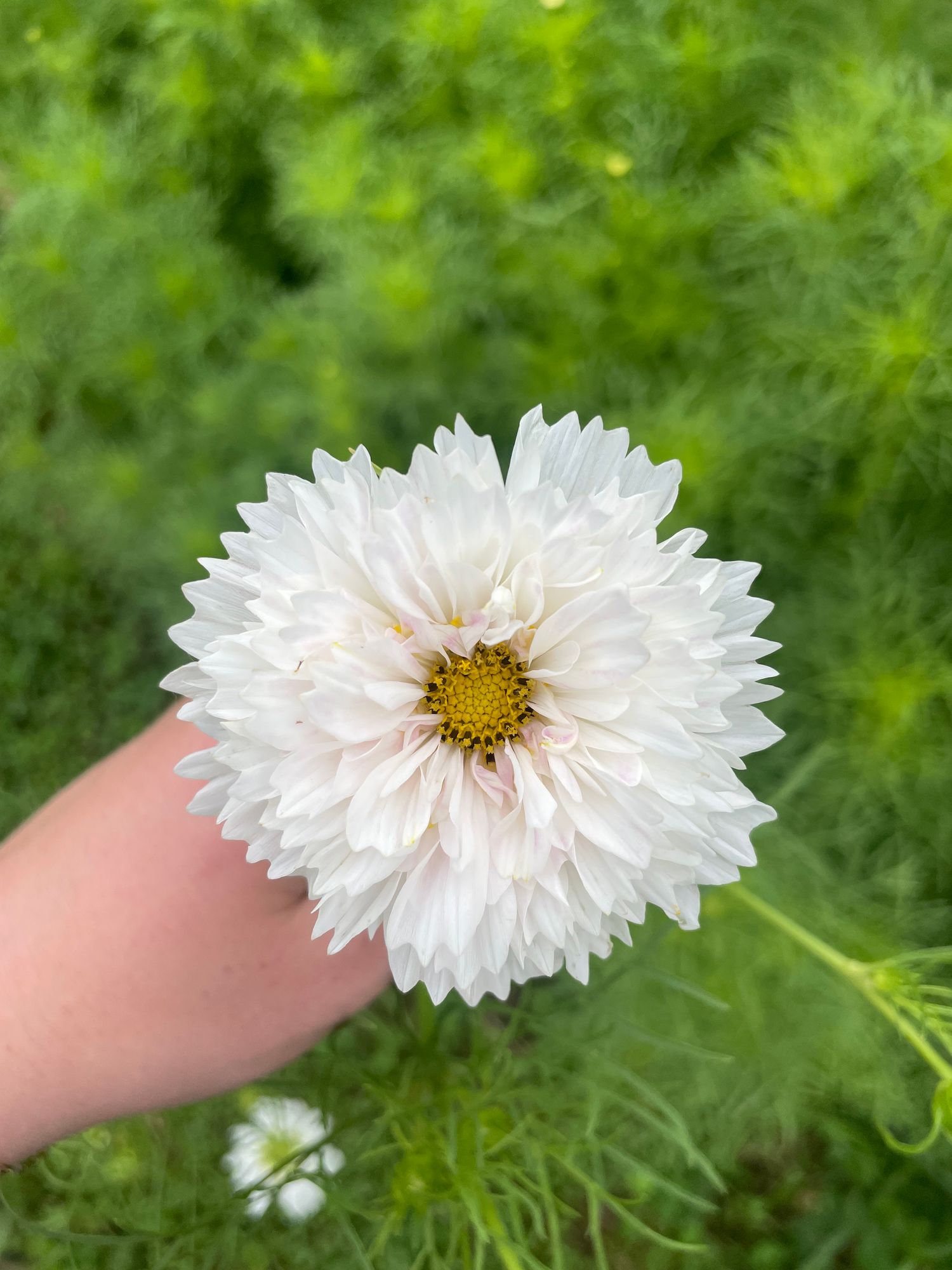 COSMOS bipinnatus Double Click