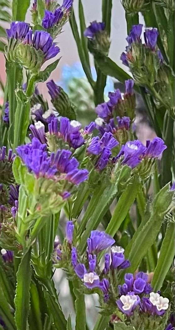 LIMONIUM sinuatum Seeker