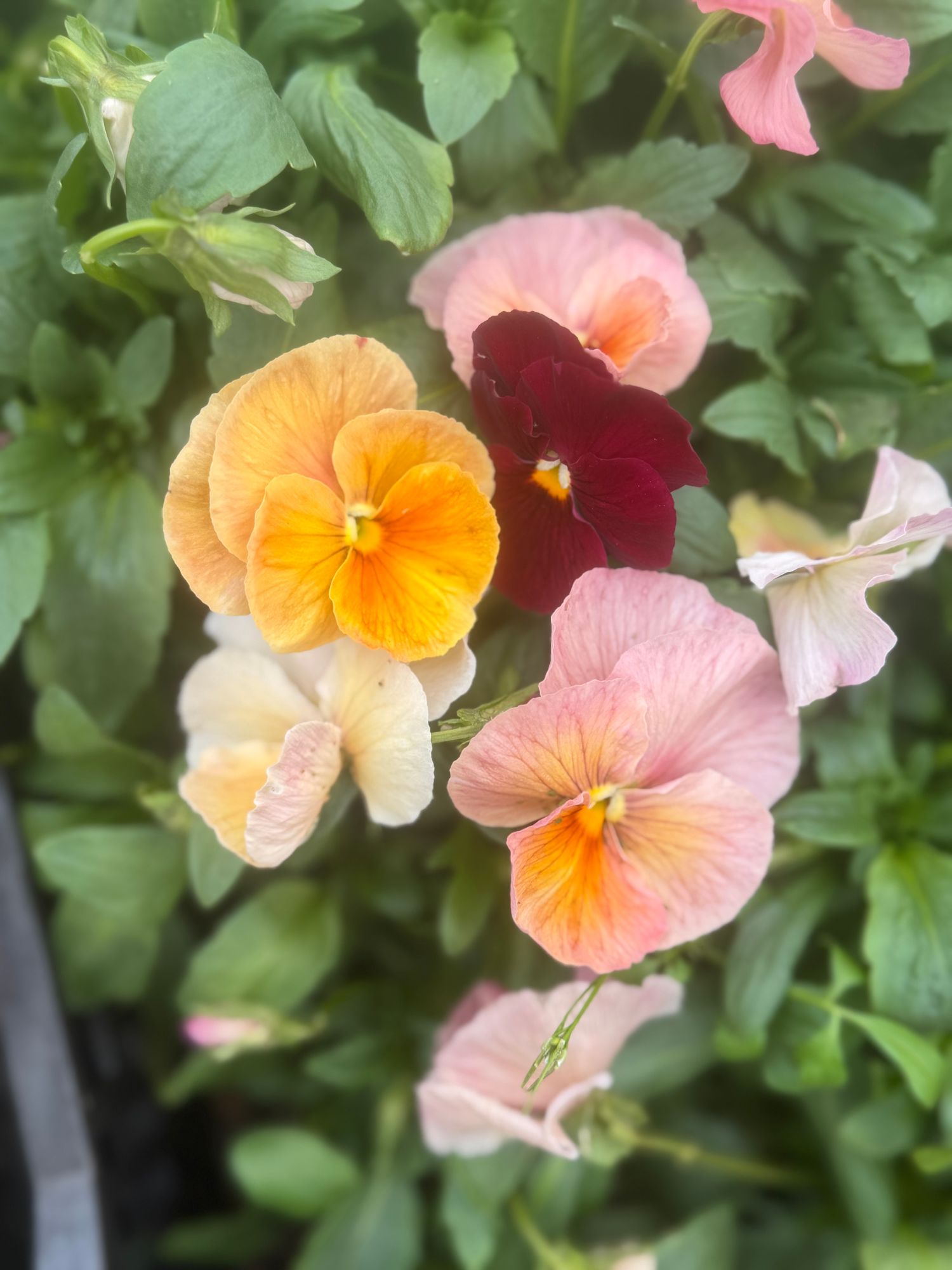 VIOLA x wittrockiana Imperial Antique Shades