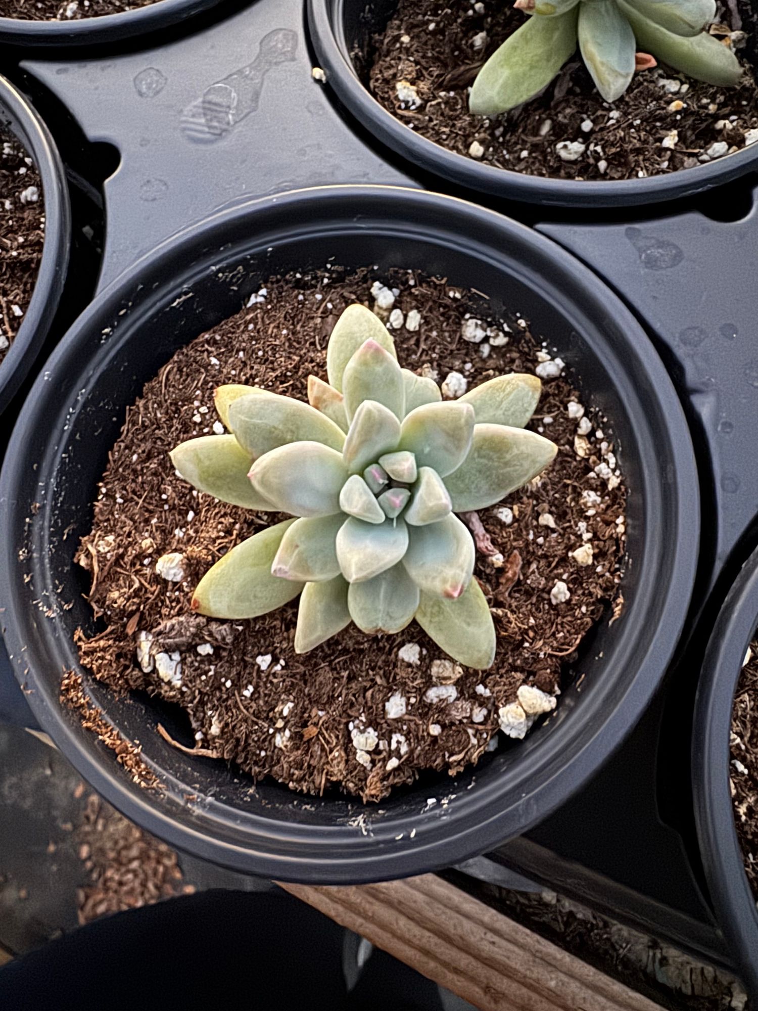 Succulent - Graptosedum Francesco Baldi