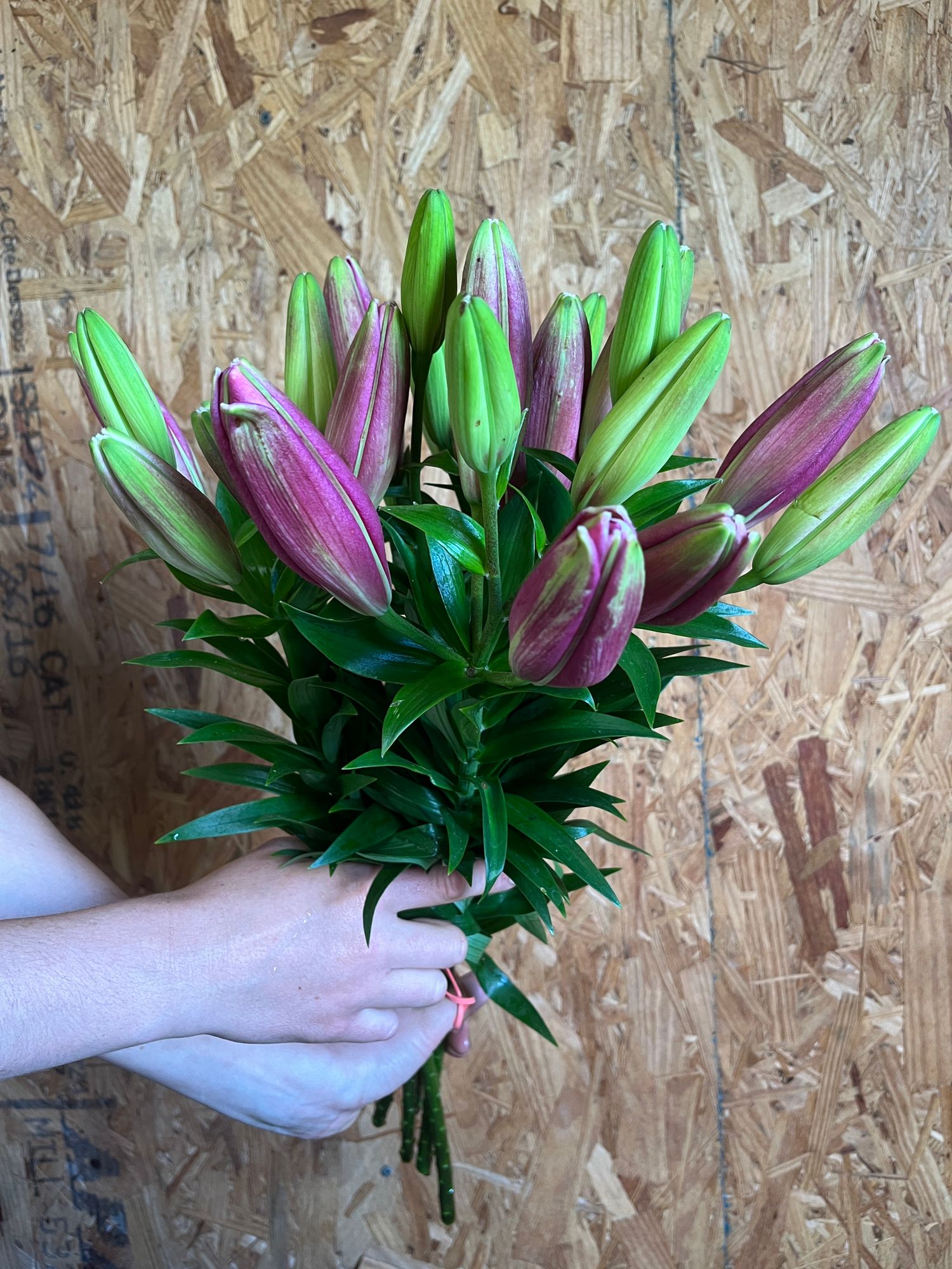 LILIUM x hybrid