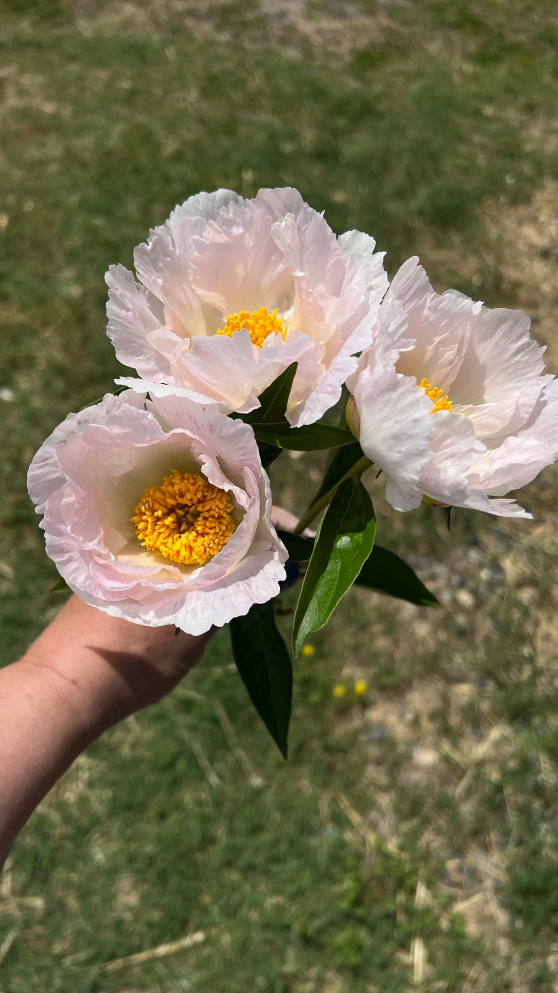 PAEONIA