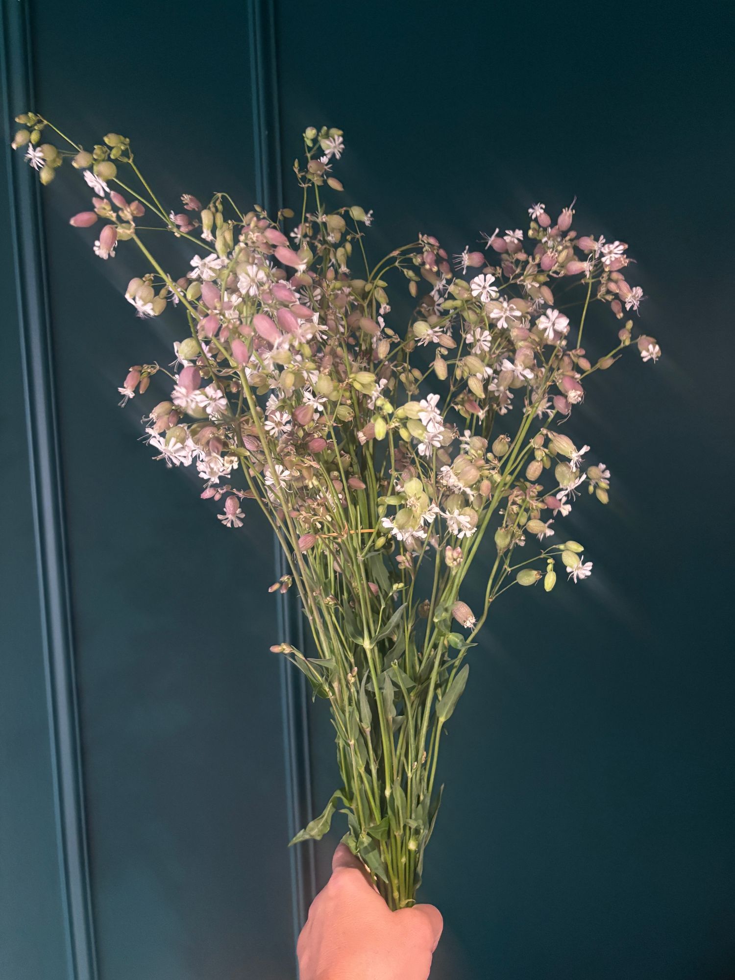 SILENE vulgaris Blushing Lanterns