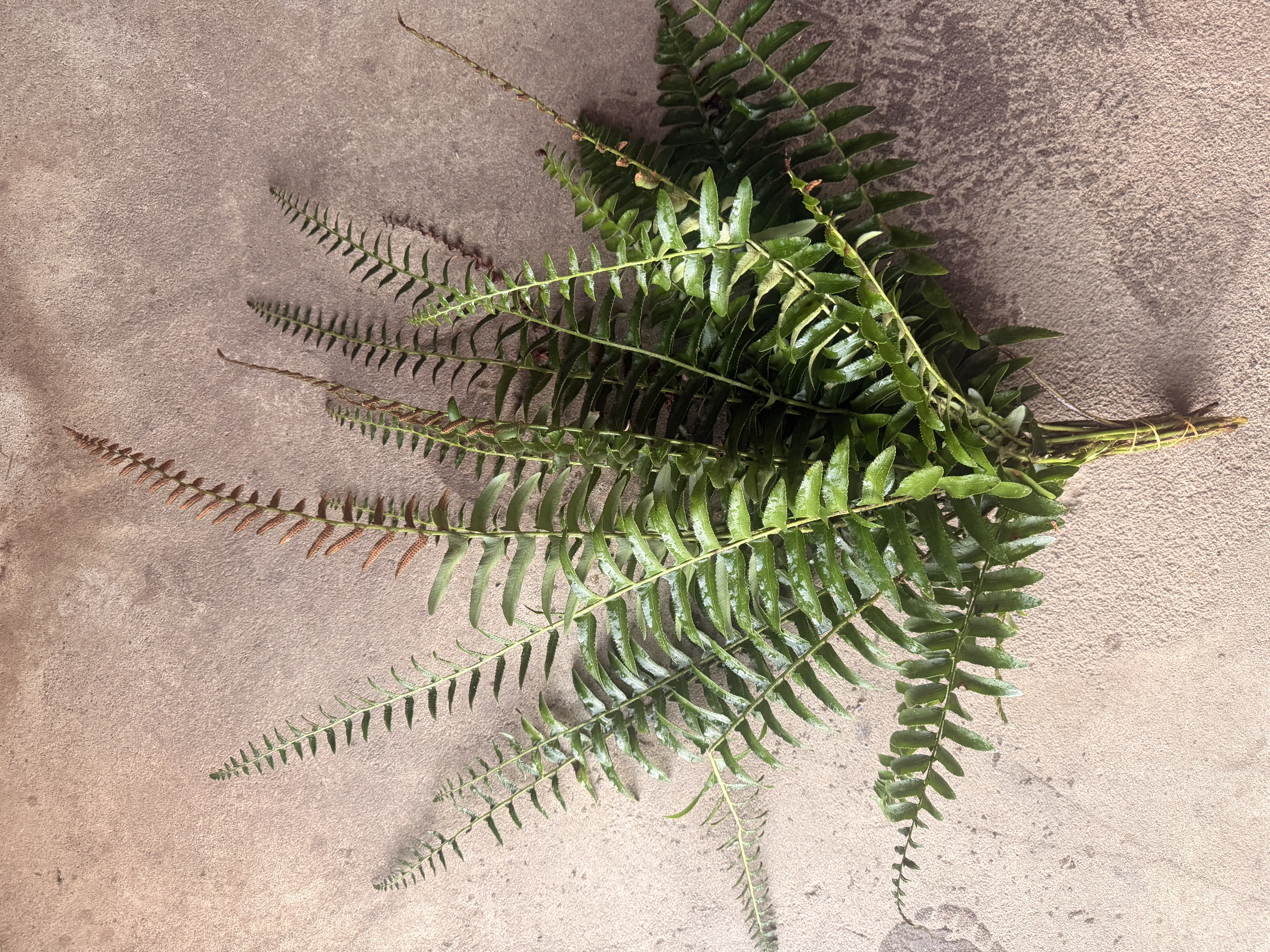 POLYSTICHUM acrostichoides