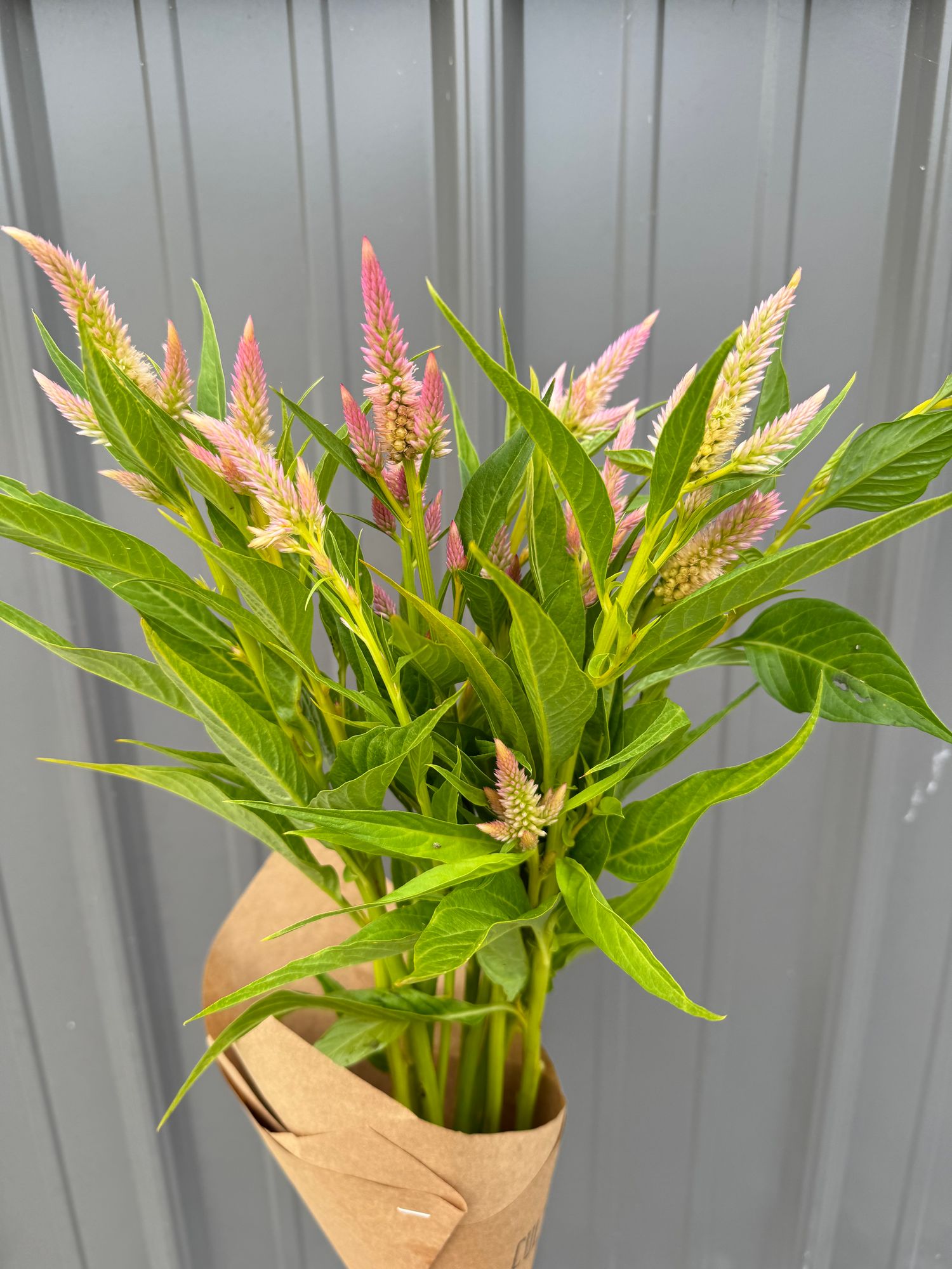 CELOSIA argentea var. plumosa Rainbow Sherbet