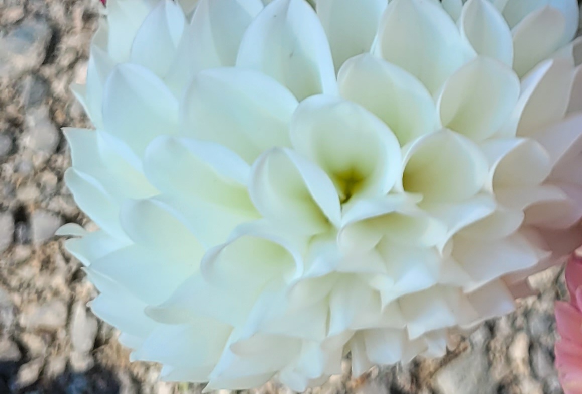 DAHLIA Boom Boom White