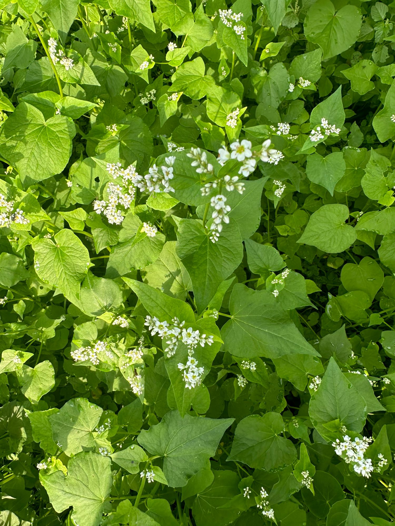 FAGOPYRUM esculentum