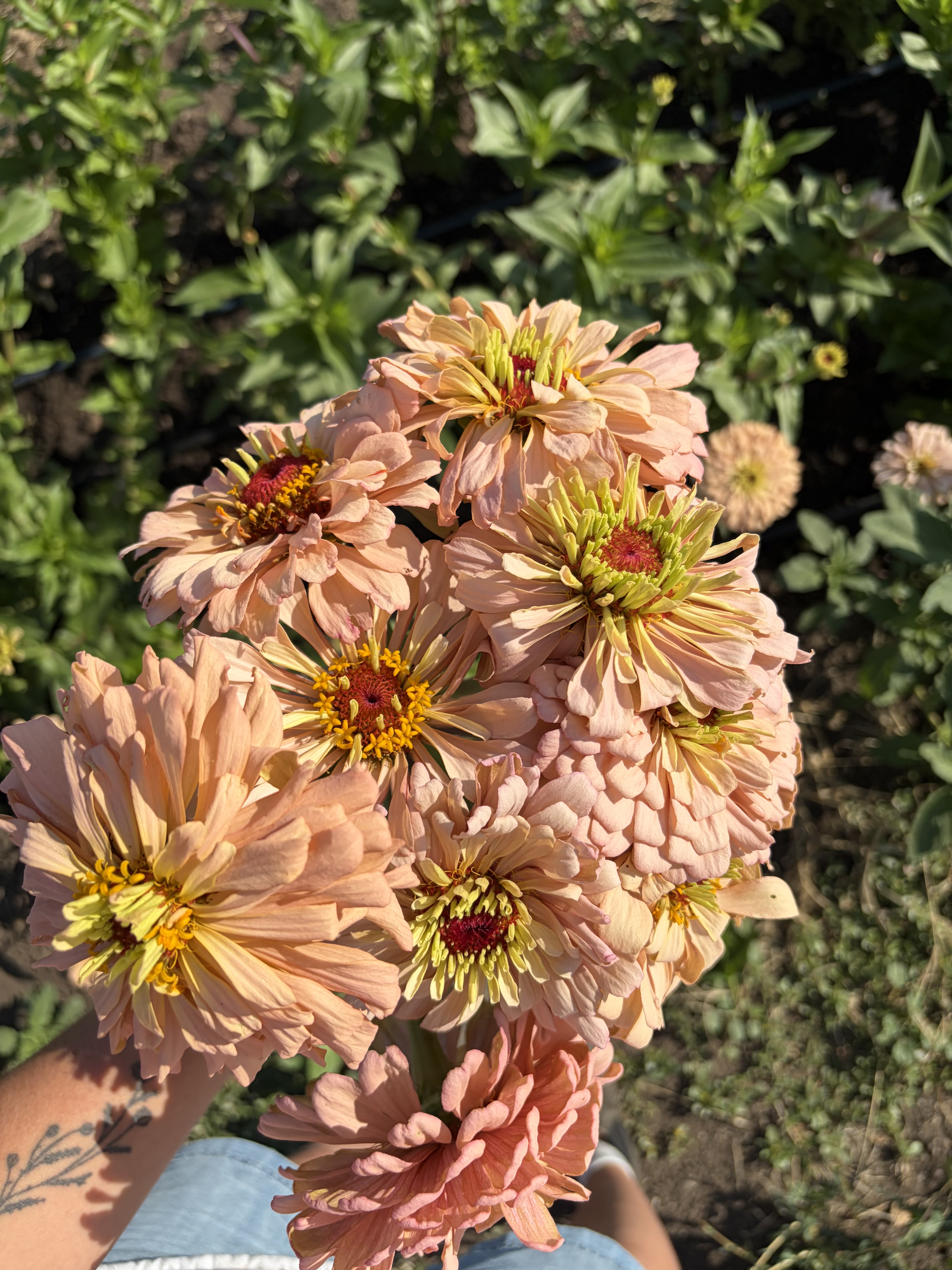 ZINNIA elegans Ballerina